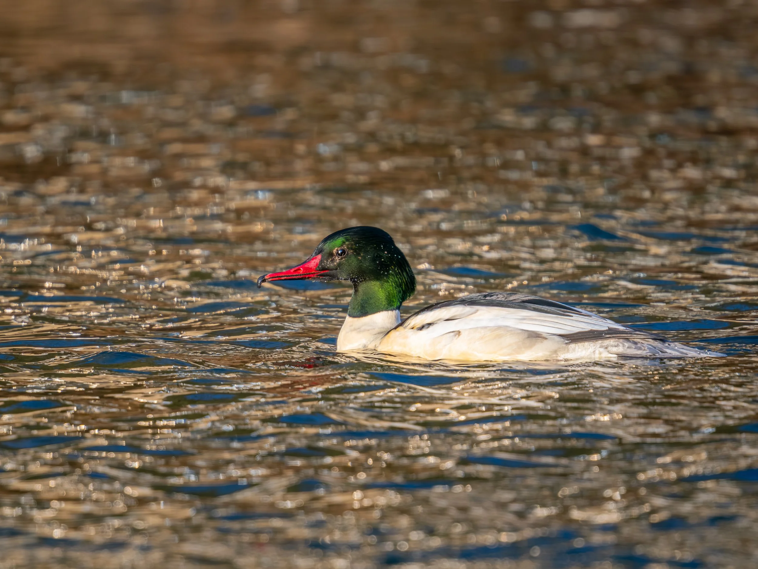 Ein Entenkopf schwimmt auf einem Wasserteich mit reflektierenden Wasseroberfläche.