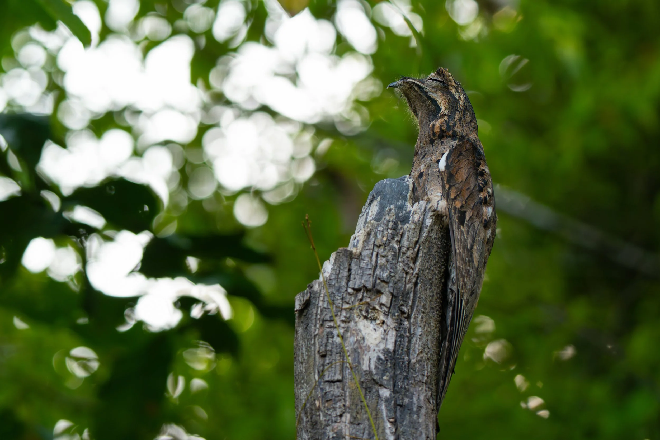 Der Urutau-Tagschläfer, auch Geistervogel genannt, ist ein nachtaktiver Insektenjäger der tropischen Wälder Mittel- und Südamerikas, der tagsüber regungslos auf Ästen sitzt und durch seine Rindenfärbung nahezu unsichtbar wird.