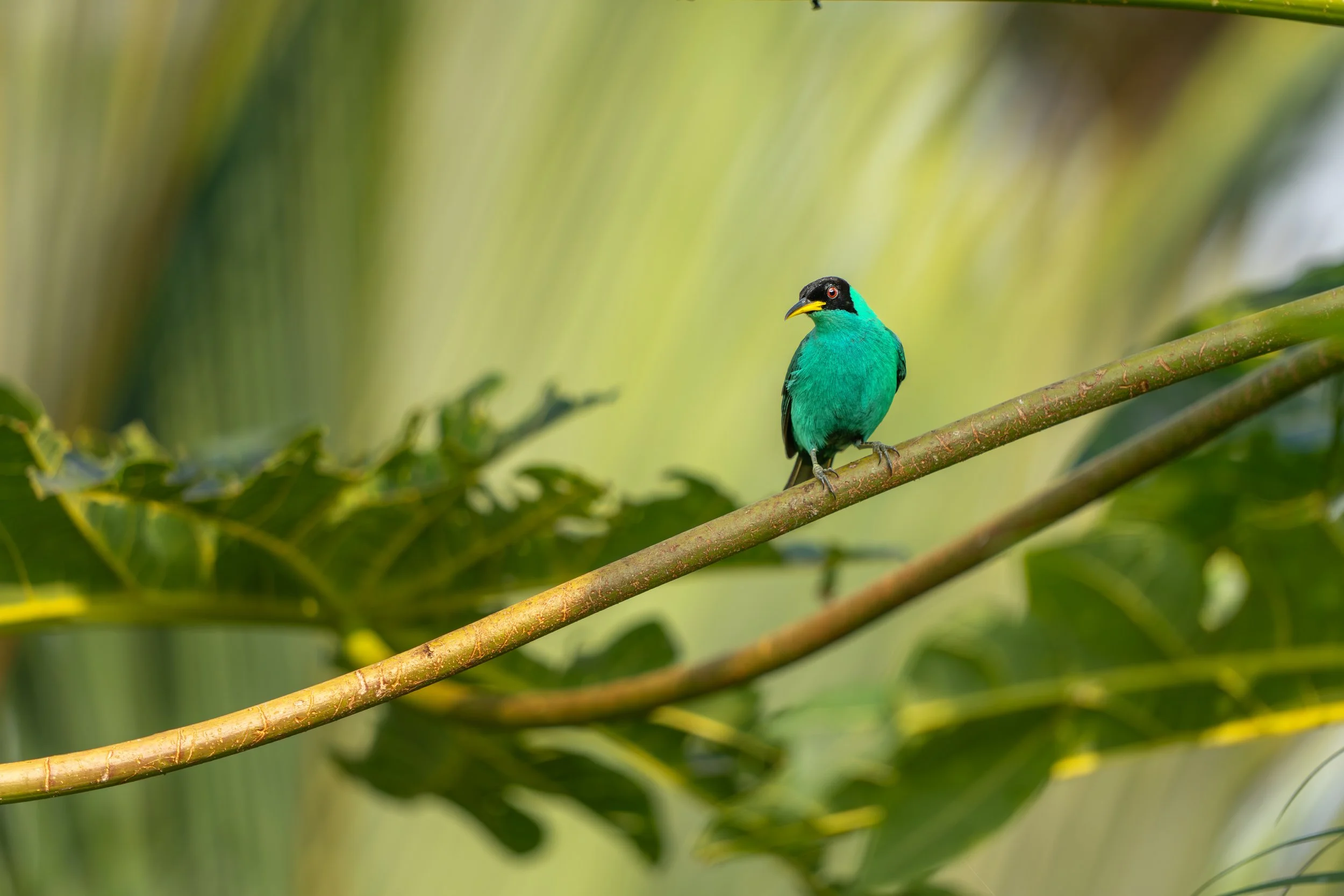 Der Kappennaschvogel besitzt eine ungewöhnlich lange, gebogene Zunge, mit der er gezielt Nektar aus tiefen Blüten aufnehmen kann.