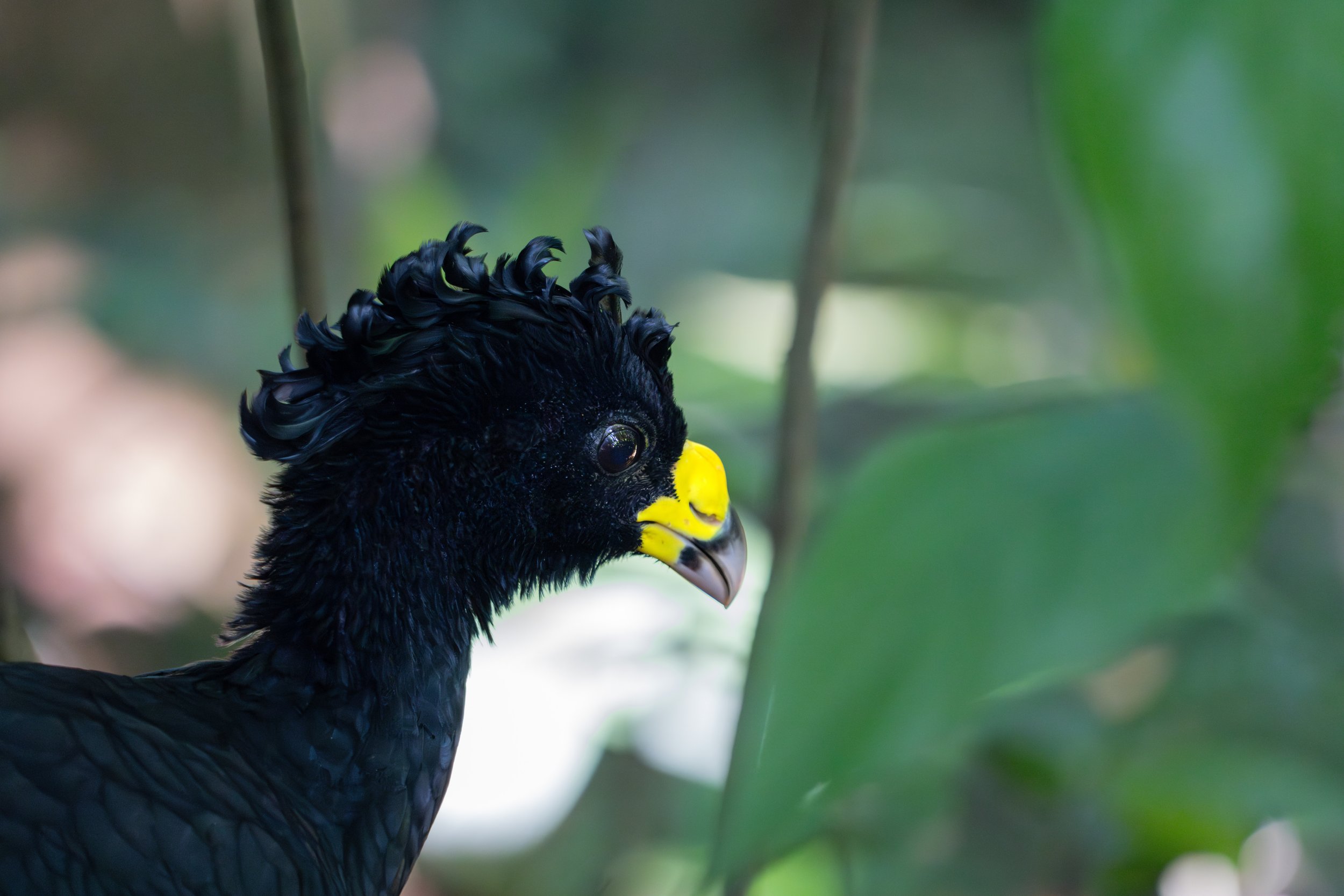 Das Männchen des Tuberkelhokkos besitzt einen auffälligen gelben Schnabelhöcker („Tuberkel“), der für die Art charakteristisch ist und besonders gut im Profil sichtbar wird.