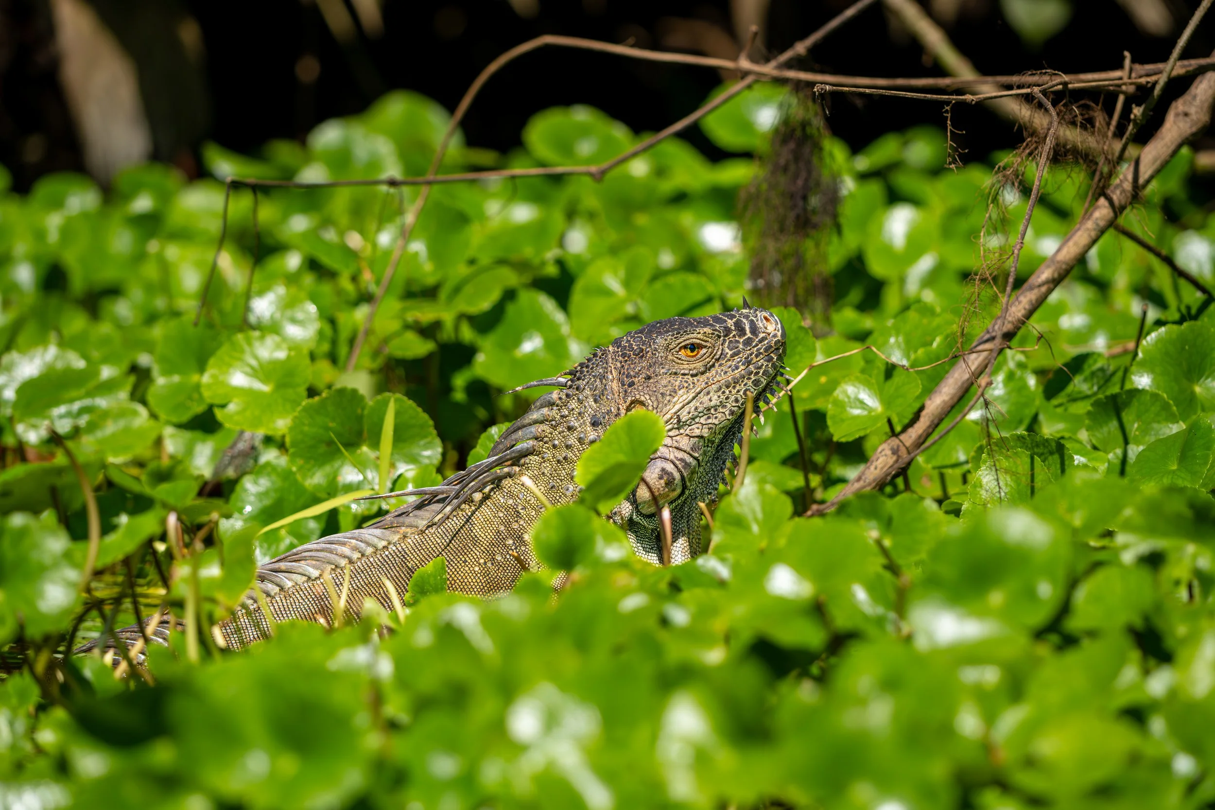 _7R55614-2.JPG