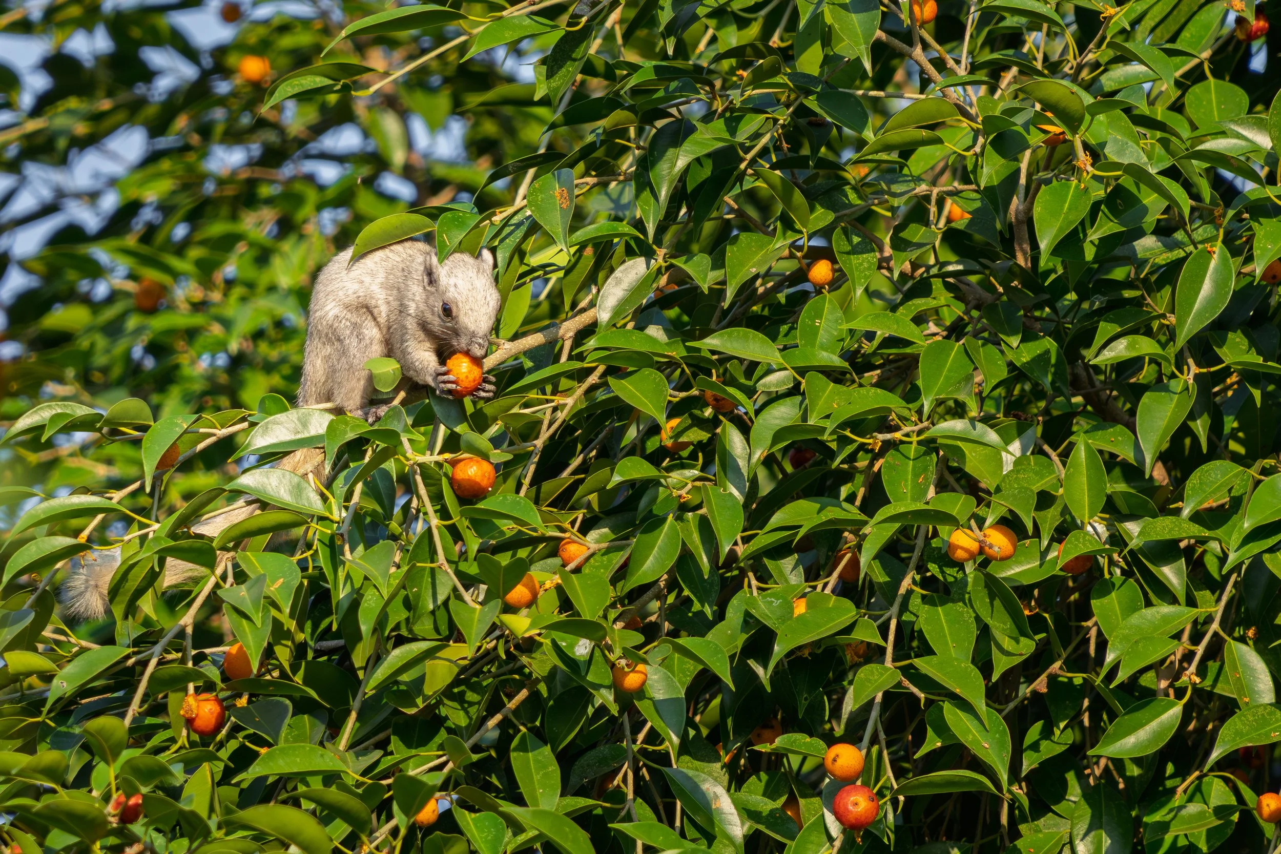 Das Echte Schönhörnchen ist ein wendiges, kleines Nagetier, das vor allem in Bäumen lebt und sich von Nüssen, Samen, Früchten und gelegentlich Insekten ernährt. Mit seinem buschigen Schwanz und den geschickten Kletterfähigkeiten ist es ein typischer 