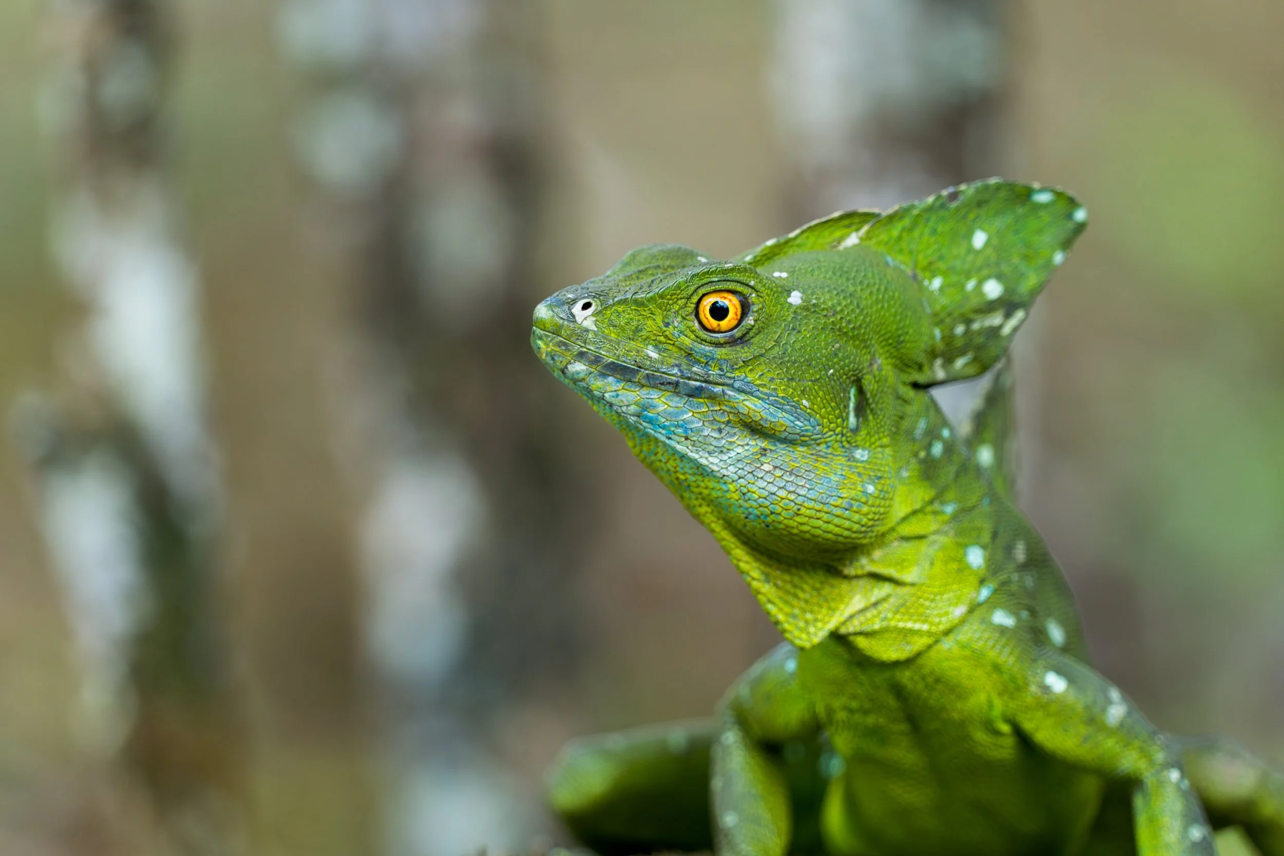 Er ist ein sehr guter Kletterer und hält sich oft in Büschen und überhängender Vegetation in Wassernähe auf, wo er schnell zwischen Ästen wechseln kann.