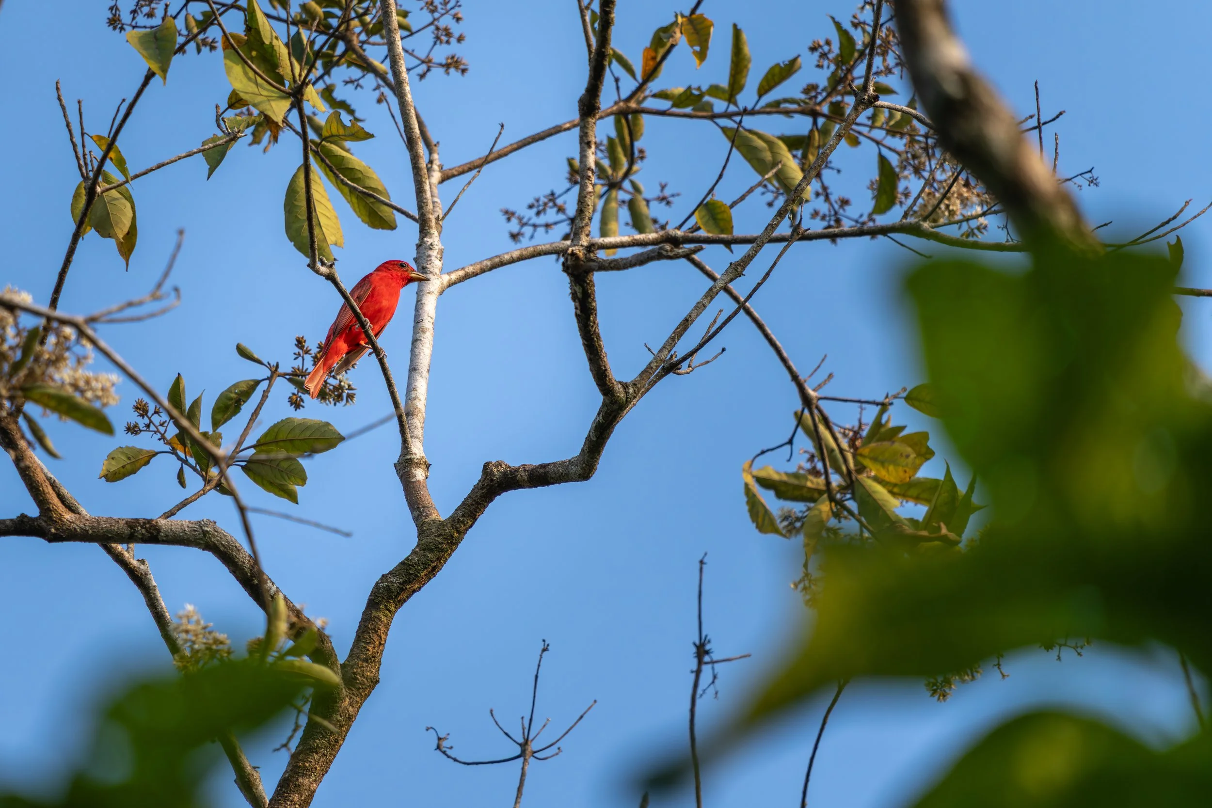 Das Männchen der Sommertangare zeigt während der Brutzeit ein fast vollständig leuchtend rotes Gefieder, wodurch es zwischen den grünen Baumkronen besonders auffällt.