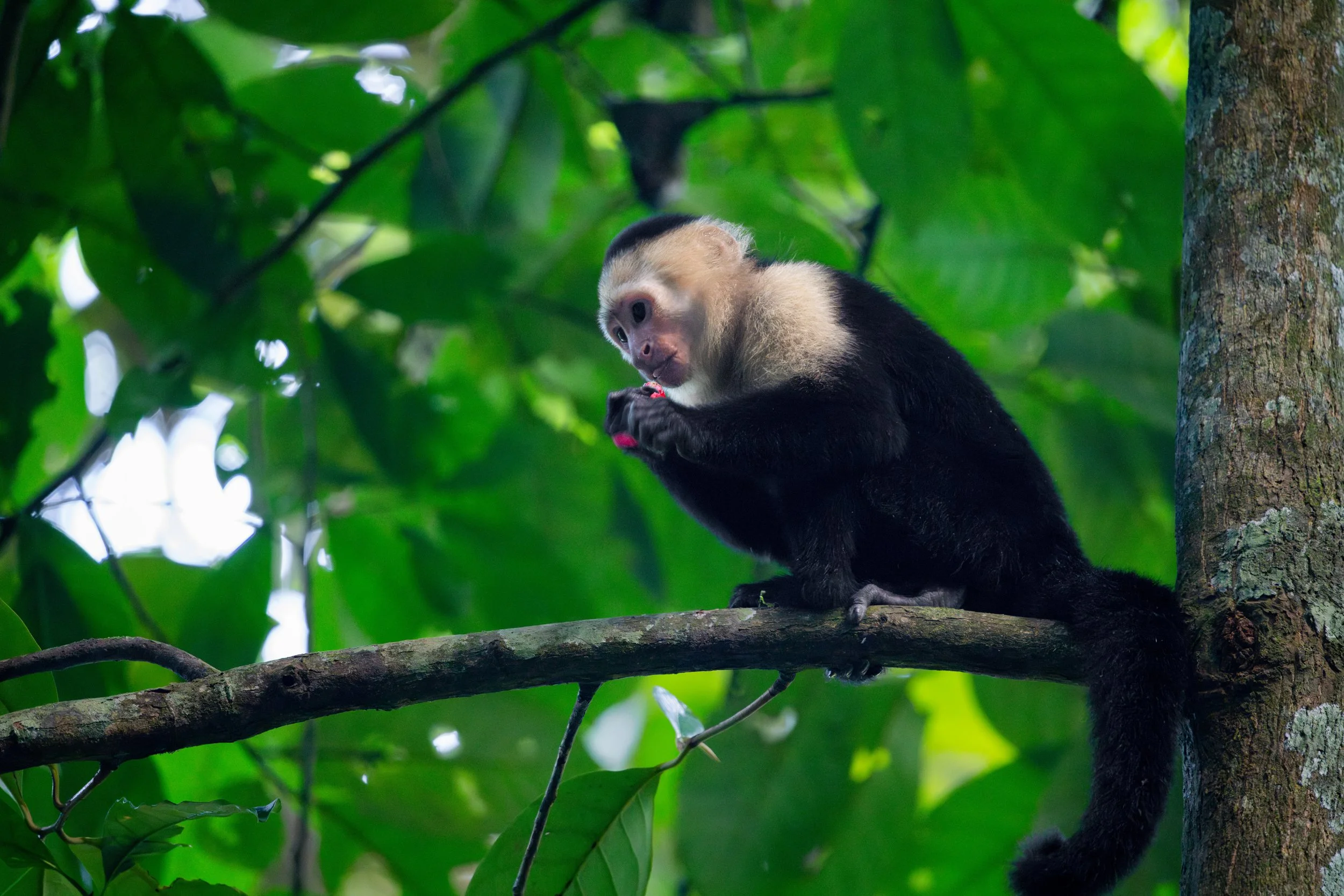 Der Panama-Kapuzineraffe nutzt seine geschickten Hände, um Nahrung sicher zu greifen, und untersucht dabei sorgfältig Früchte, bevor er sie frisst.