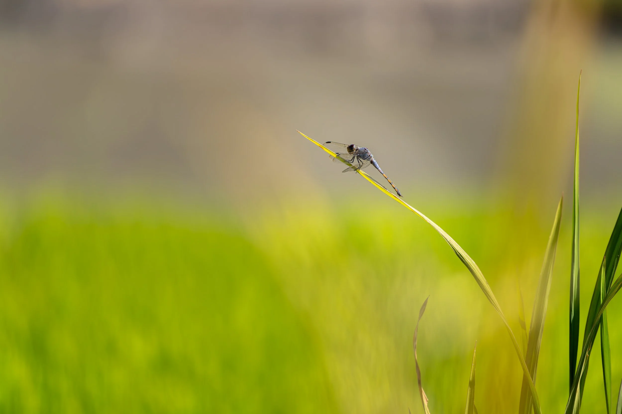 Während der Wachstumszeit verwandeln sich die Felder in leuchtend grüne Landschaften.