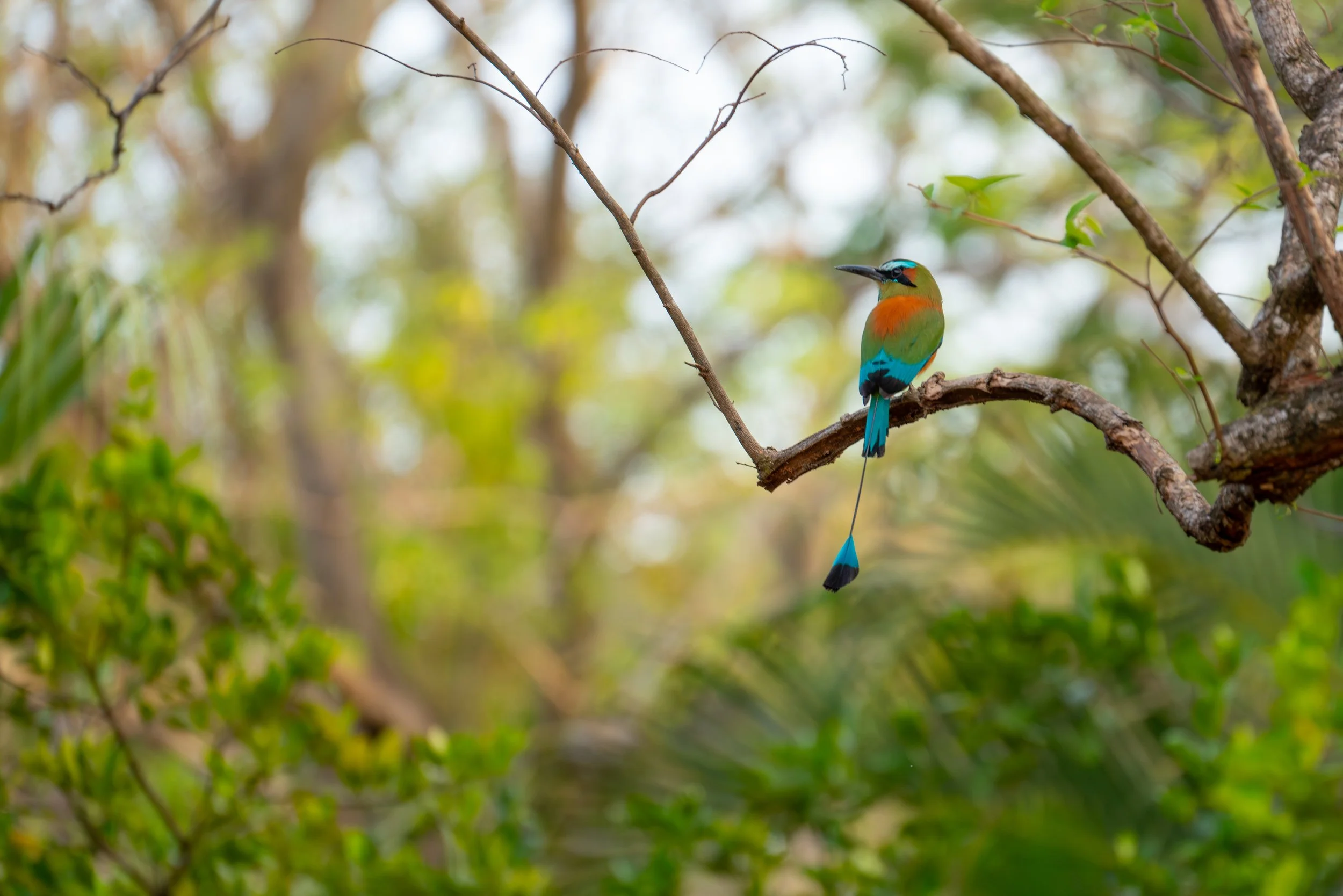 Der Türkisbrauenmotmot ist ein farbenprächtiger Vogel tropischer Wälder Mittelamerikas, der durch seine langen Schwanzfedern mit „Schaufel“-Enden auffällt.