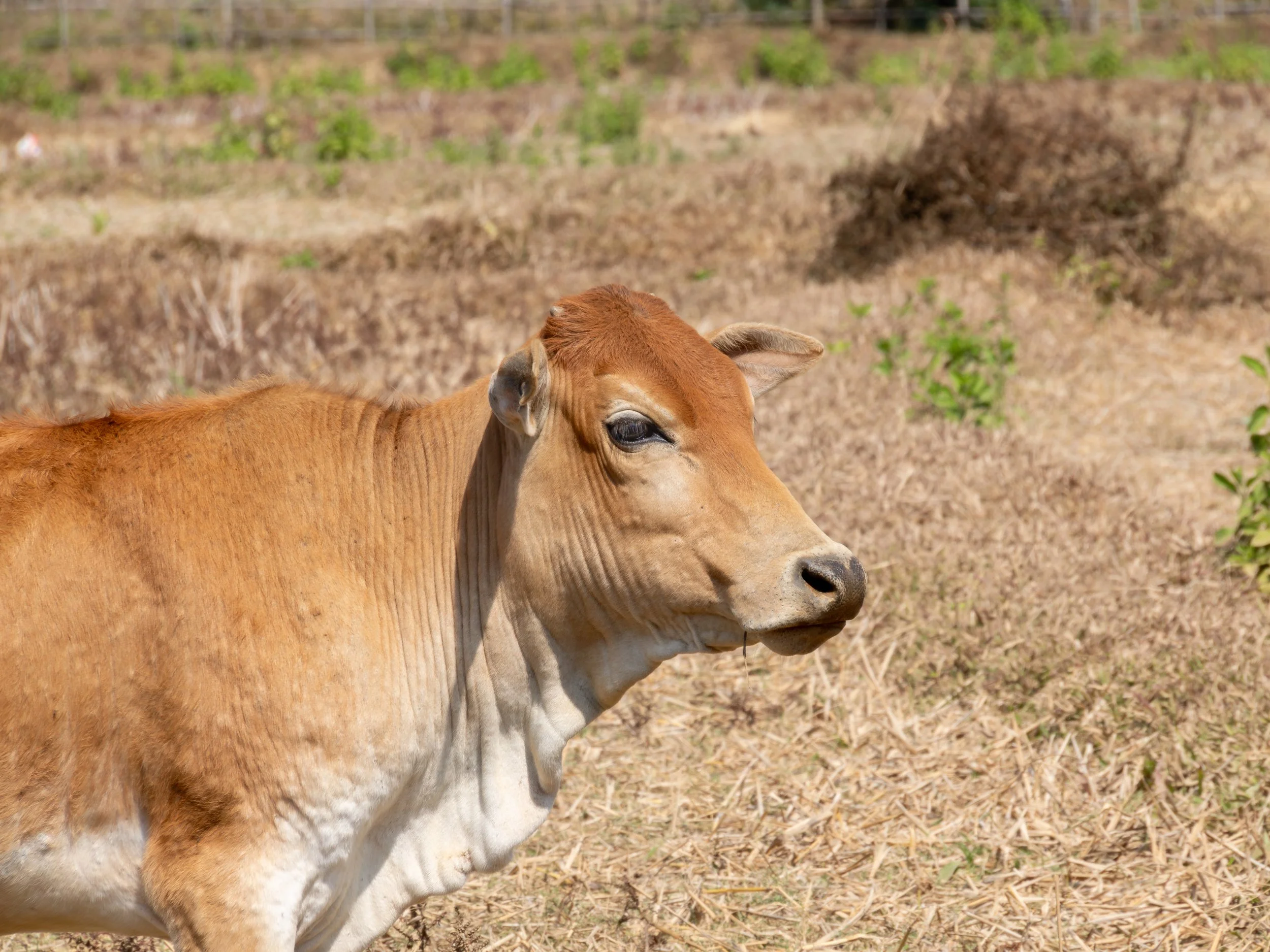 Rinder gehören in vielen ländlichen Regionen von Laos zum alltäglichen Leben und werden traditionell zur Landwirtschaft und als wichtige wirtschaftliche Ressource gehalten.