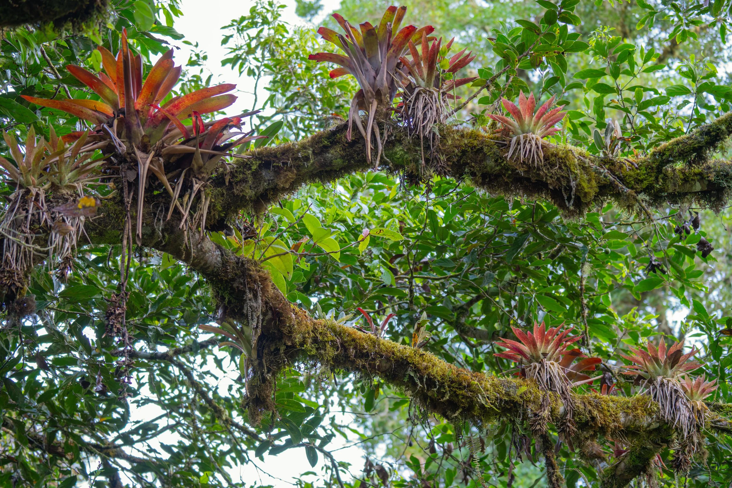 Auf den Ästen der Nebelwälder wachsen zahlreiche Aufsitzerpflanzen wie z. B. Bromelien. Sie schaffen eigene kleine Lebensräume und tragen wesentlich zur hohen Artenvielfalt dieser Region bei.