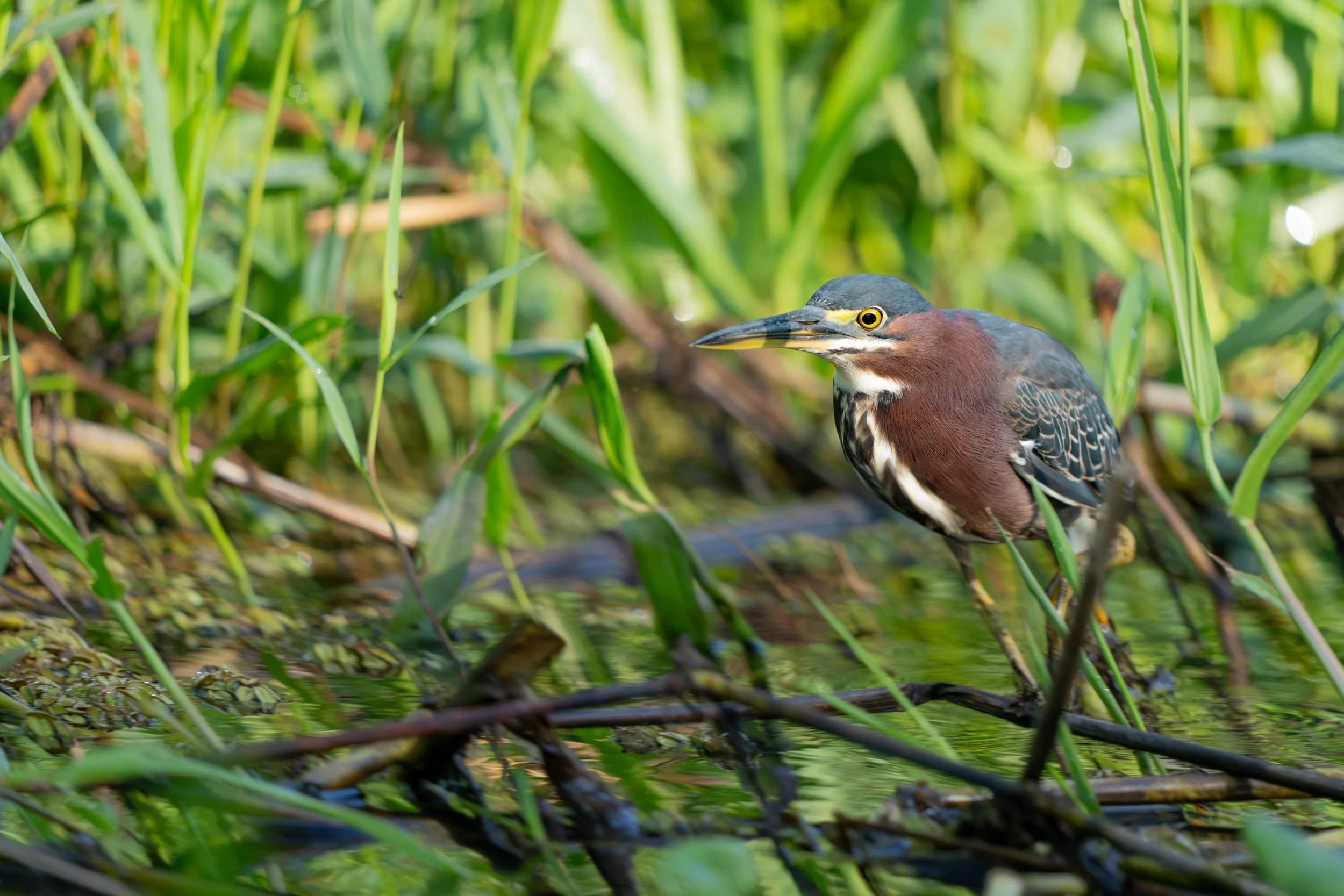 Der Grünreiher steht oft regungslos am Ufer oder im flachen Wasser und lauert geduldig auf kleine Fische, die er mit einem schnellen Schnabelstoß erbeutet.