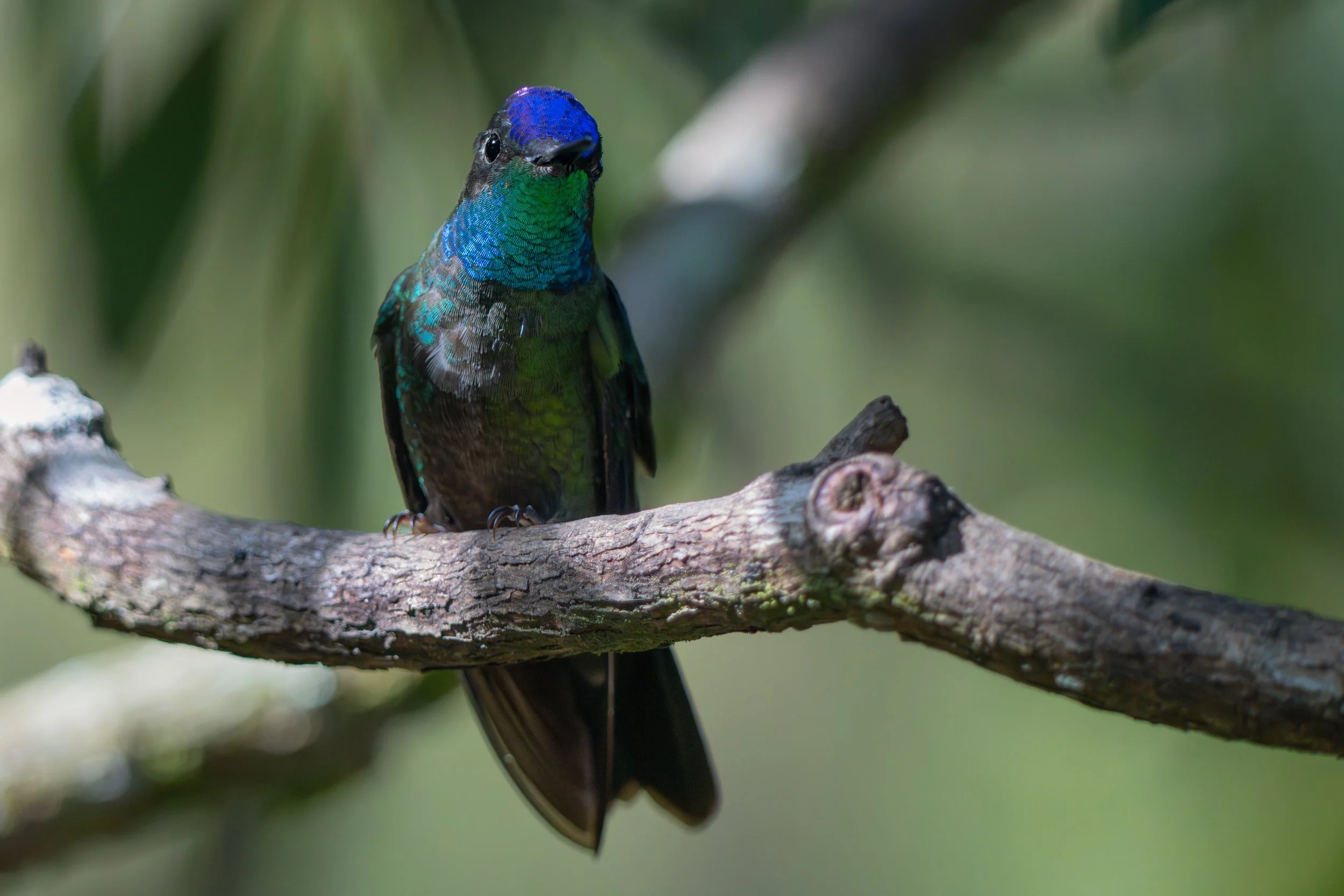Der Glitzerbrillantkolibri fällt durch sein schimmerndes, metallisch glänzendes Gefieder auf, das je nach Lichteinfall in verschiedenen Farben leuchtet.