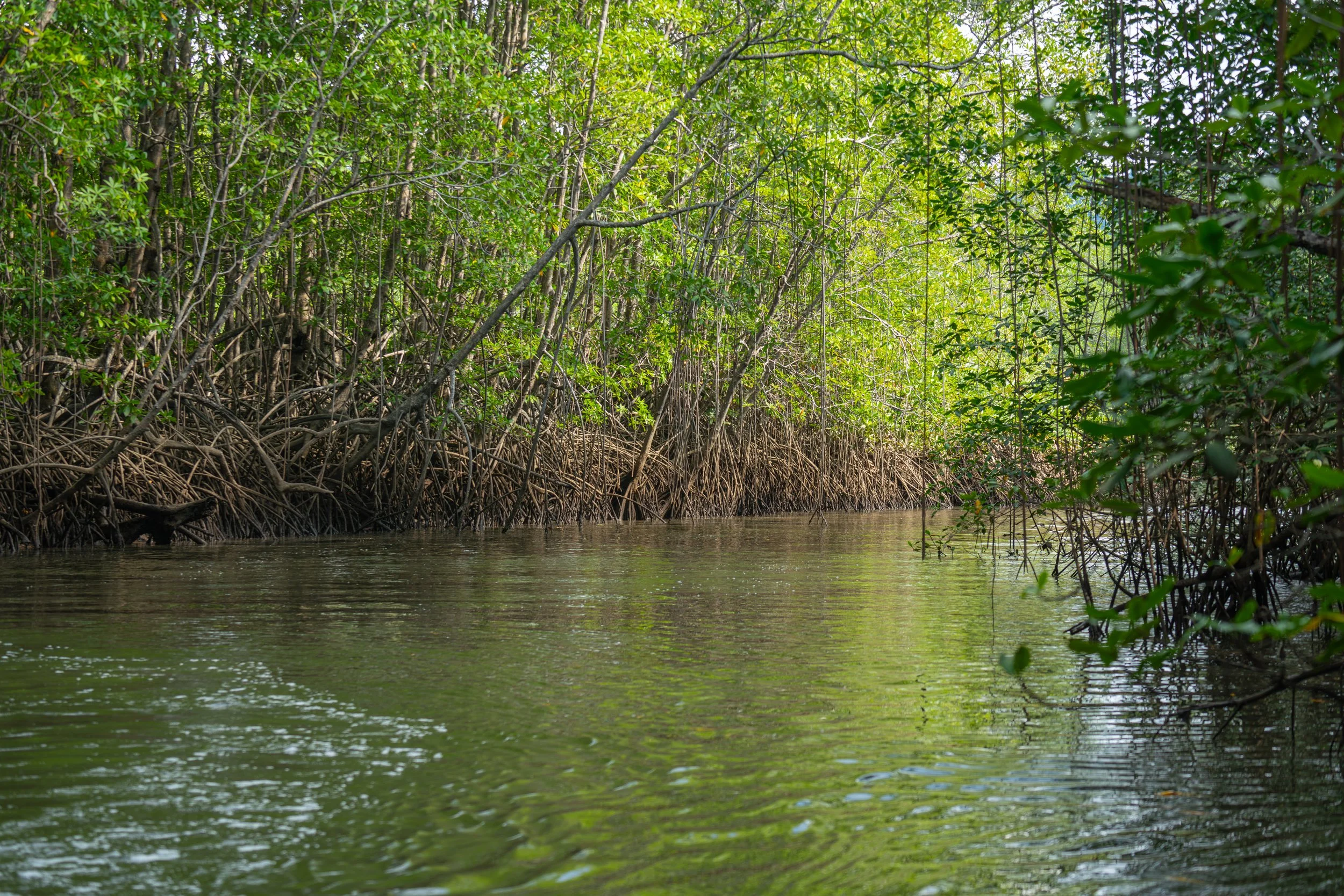 Die Mangroven entlang der Küstenzuflüsse zum Corcovado-Nationalpark bilden ein wichtiges Übergangsökosystem zwischen Meer und Regenwald und stabilisieren das Ufer durch ihr dichtes Wurzelsystem.