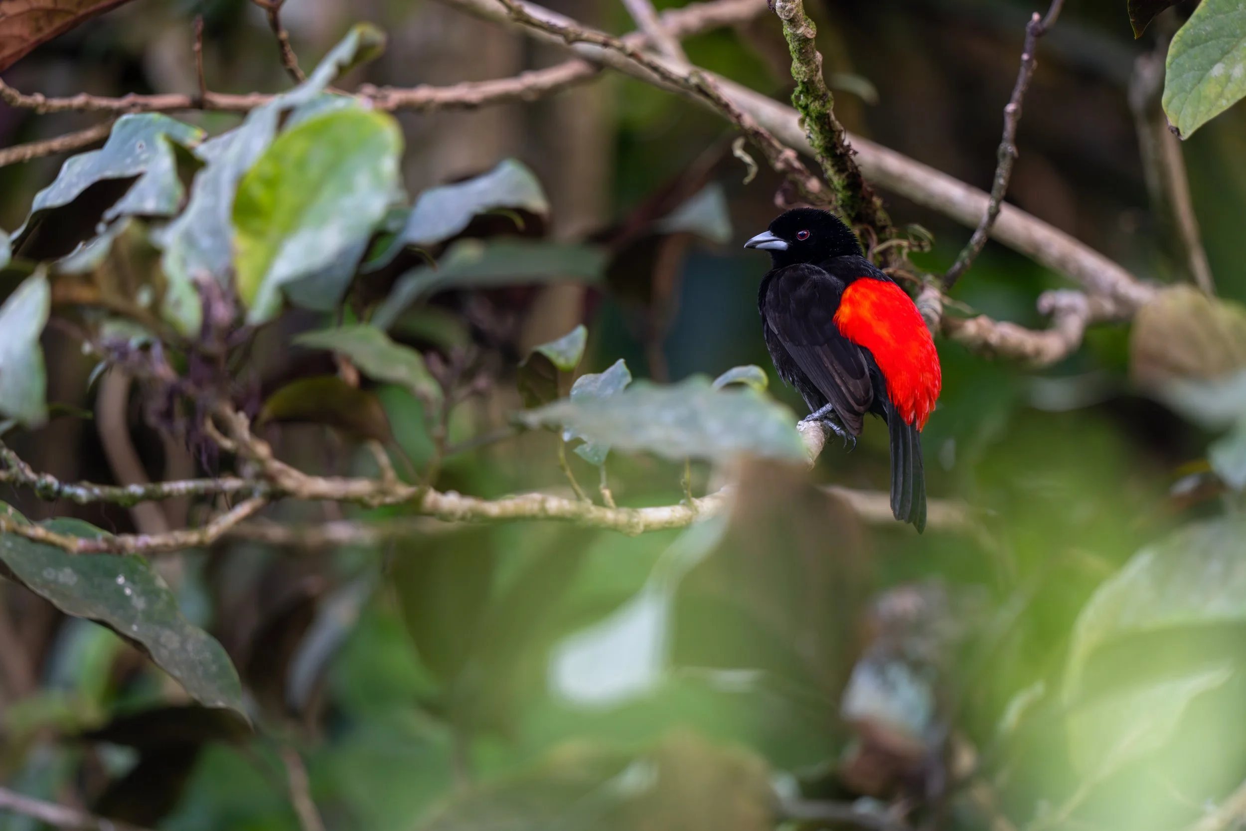Die Passerinitangare ist ein kleiner Singvogel der tropischen Wälder Mittelamerikas, der sich überwiegend von Früchten und kleinen Insekten ernährt und meist in den mittleren Baumetagen aktiv ist.