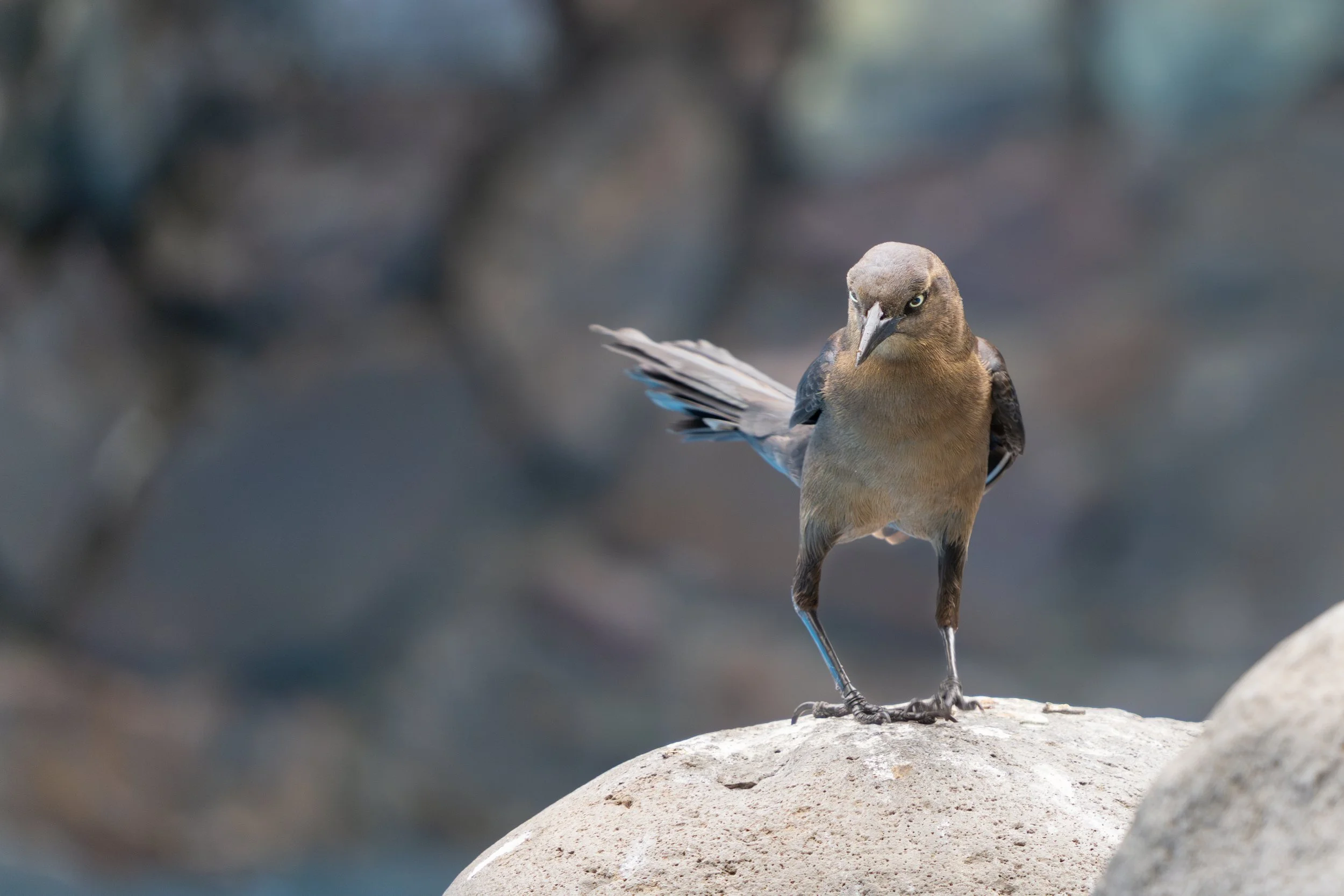 Die Großschwanzgrackel lebt häufig in der Nähe von Wasser und offenen Landschaften, wo sie geschickt nach Insekten und kleinen Beutetieren sucht. Das Weibchen ist unscheinbarer gefärbt als das glänzend schwarze Männchen.