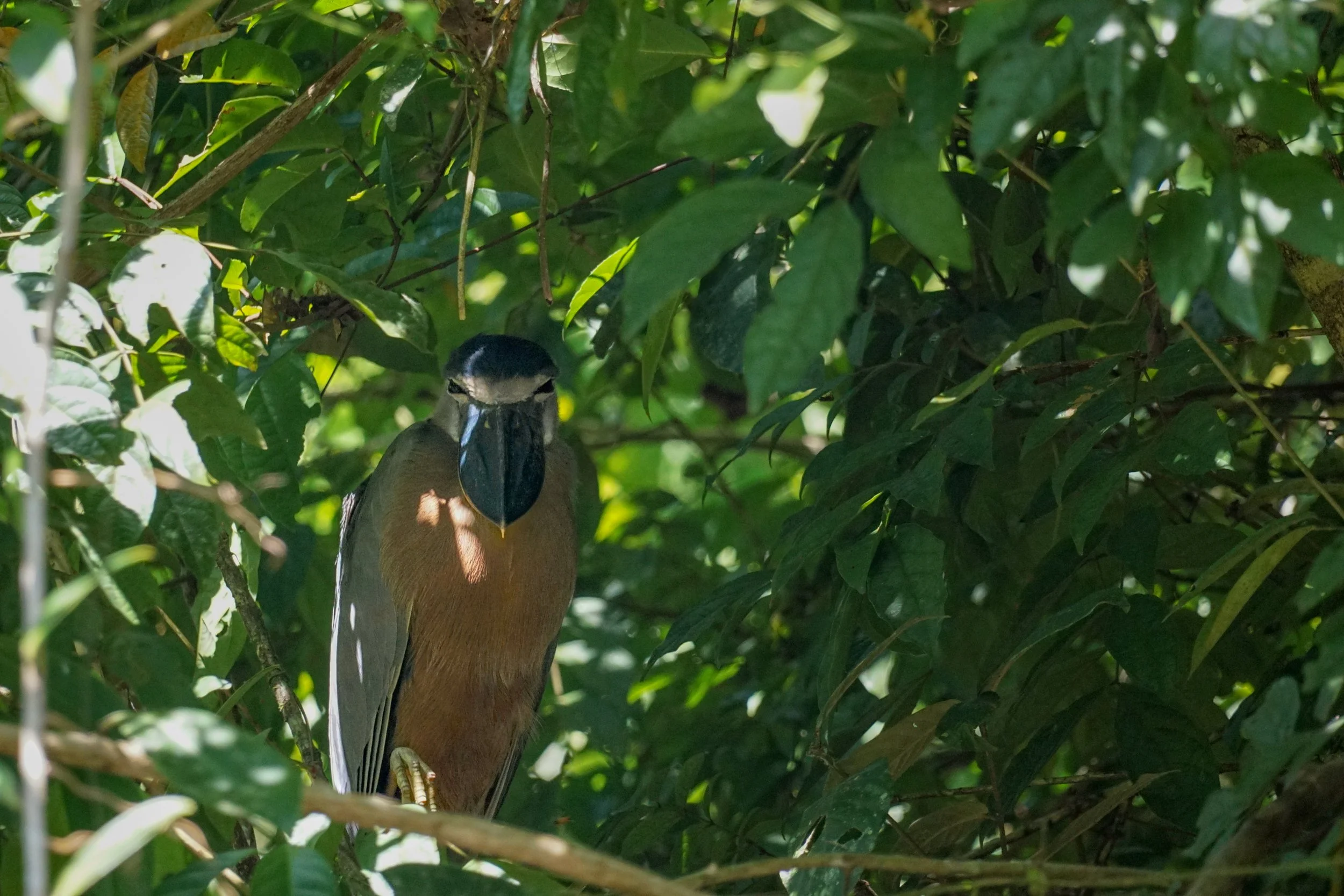 Der Kahnschnabel ist ein auffälliger tropischer Vogel mit sehr breitem, kahnartig geformtem Schnabel, der ihm beim Greifen und Halten von Nahrung in den Baumkronen hilft.