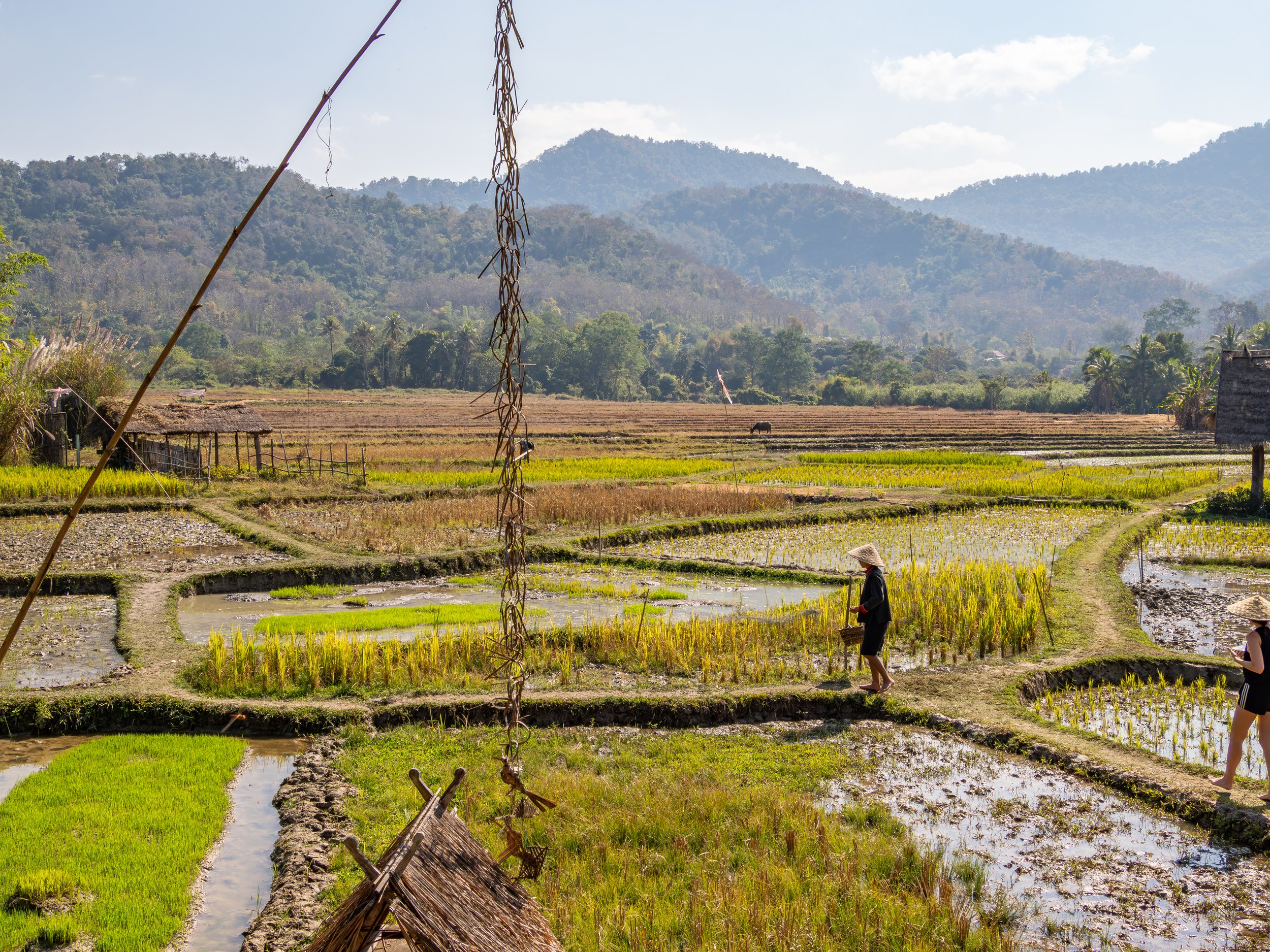Der Reisanbau ist die wichtigste landwirtschaftliche Grundlage in Laos und prägt das Landschaftsbild vieler Regionen.