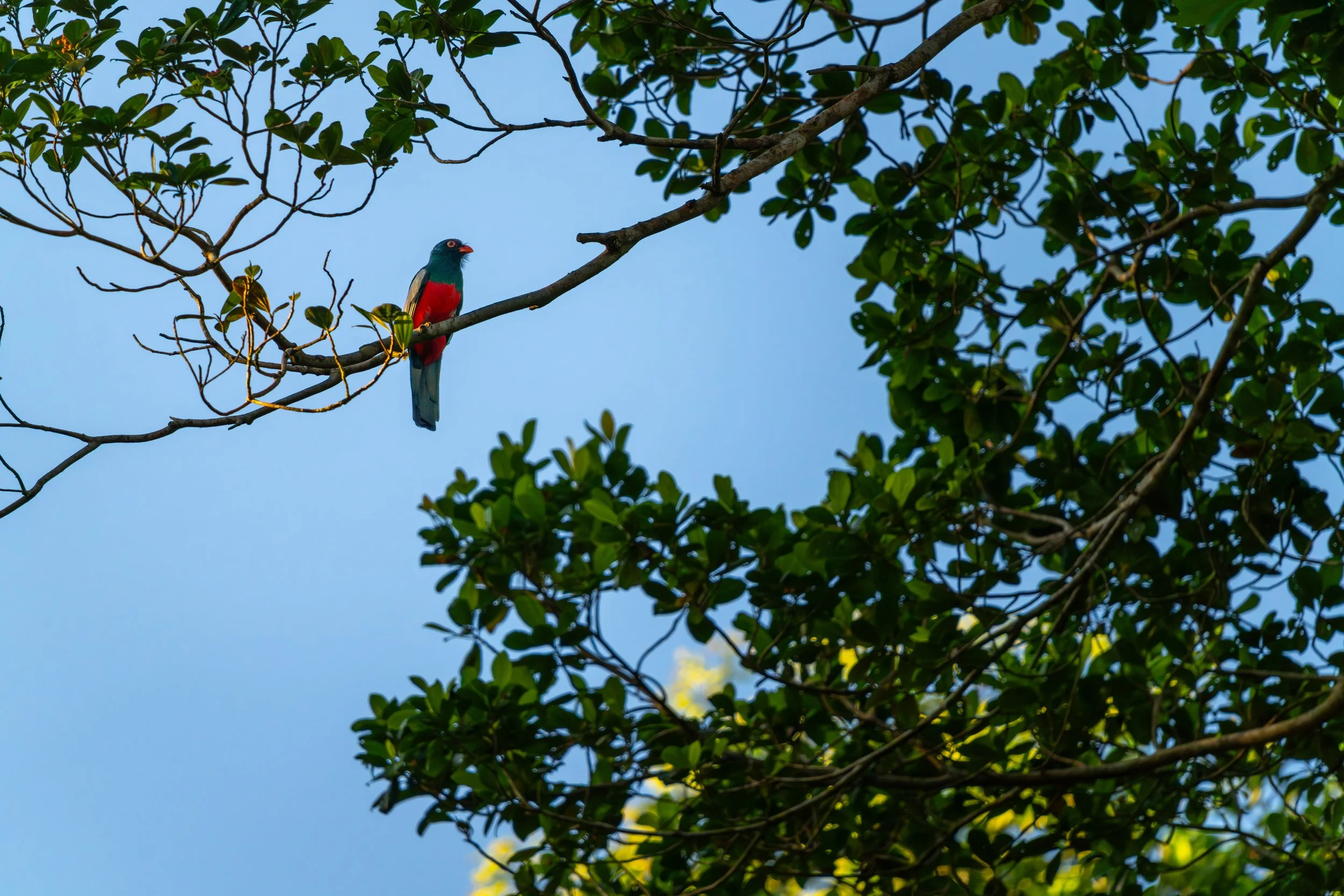 Der Schieferschwanztrogon ist ein ruhiger Waldvogel, der meist regungslos auf Ästen sitzt und durch seine auffällige Färbung im dichten Regenwald gut erkennbar ist.