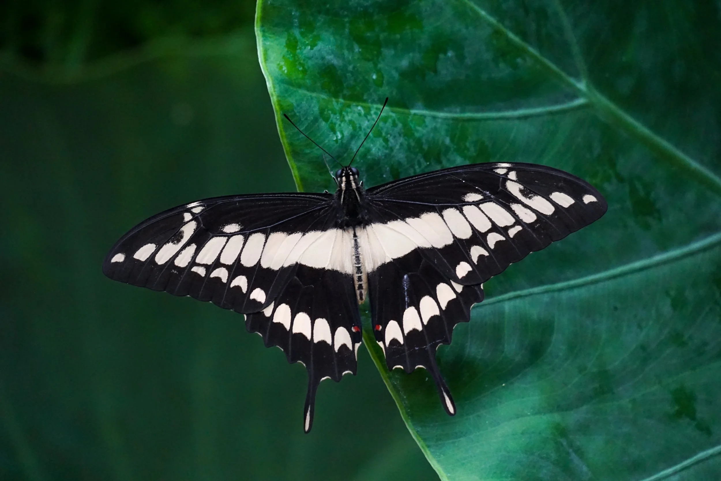 Der Königs-Schwalbenschwanz ist ein auffälliger Schmetterling tropischer Regionen mit kontrastreicher schwarz-weißer Zeichnung und kräftigem Flugbild. Im Vergleich zu vielen anderen Schwalbenschwanzarten wirkt er besonders groß und markant gezeichnet