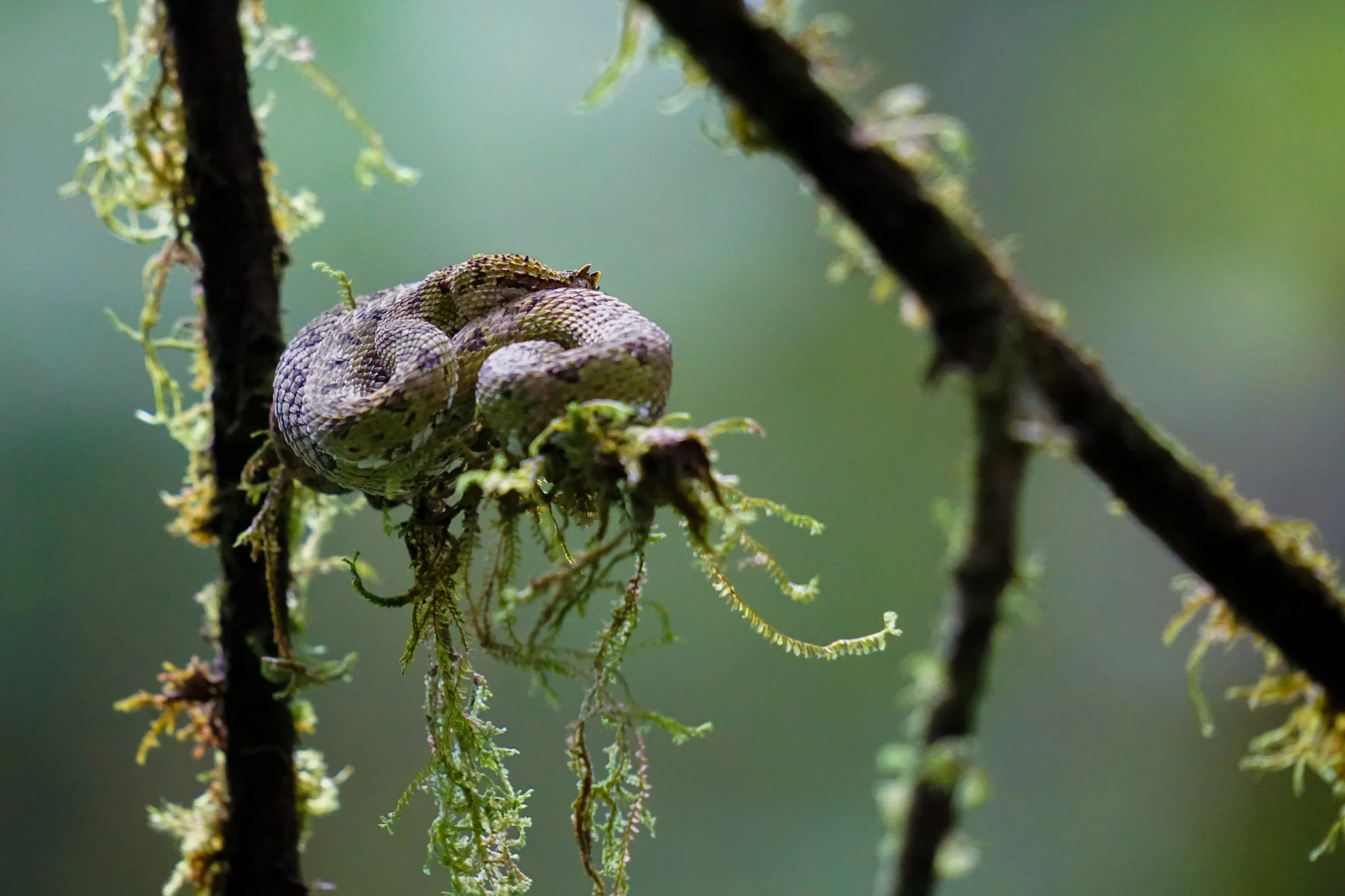 Die Greifschwanz-Lanzenotter besitzt einen stark greifenden Schwanz, mit dem sie sich in niedriger Vegetation oder an Ästen stabil festhalten kann, während sie regungslos auf Beute lauert.