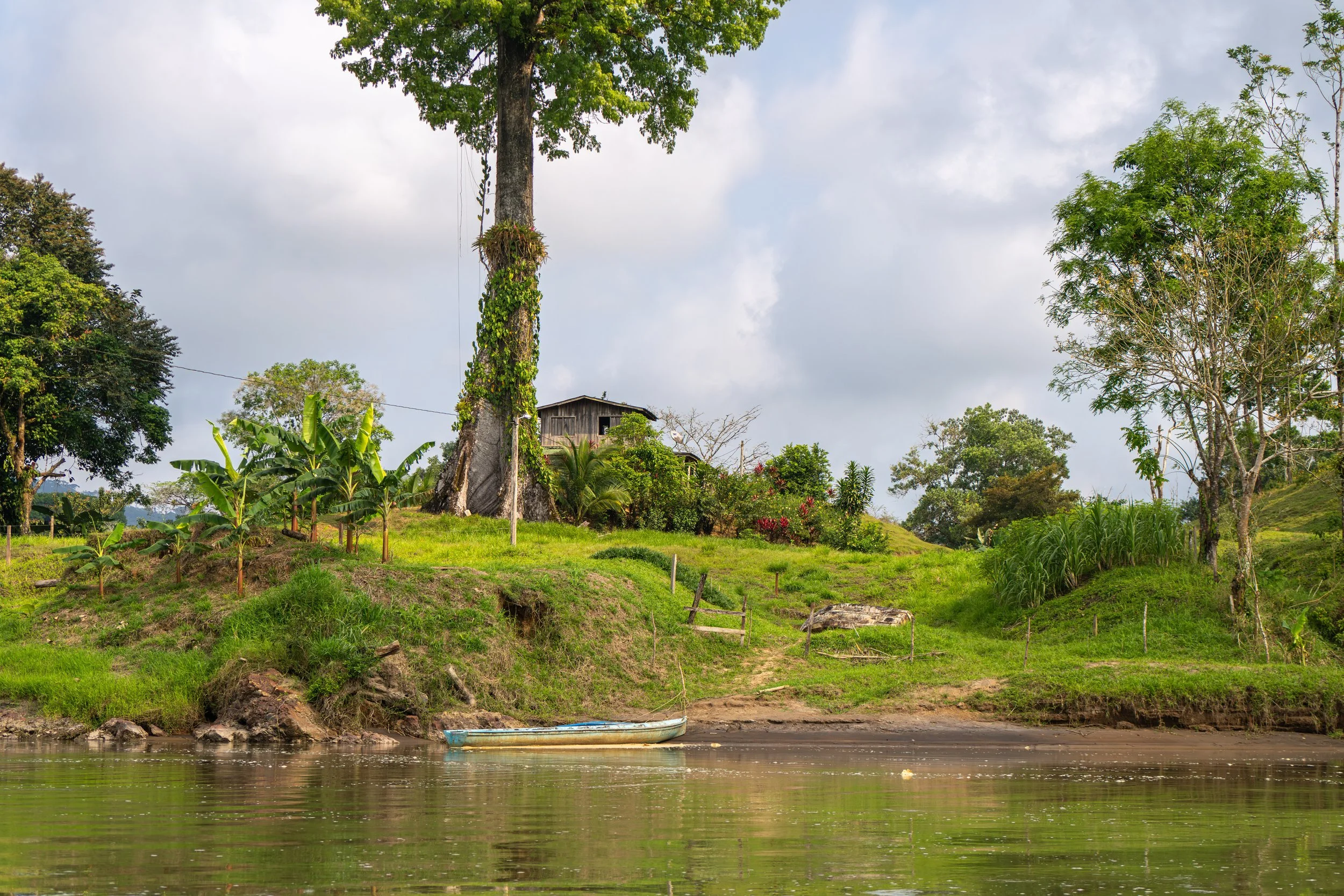 Am Ufer des Río San Carlos zeigt sich die Bedeutung des Flusses als Lebensader der Region, die Regenwald, Tierwelt und lokale Siedlungen miteinander verbindet.