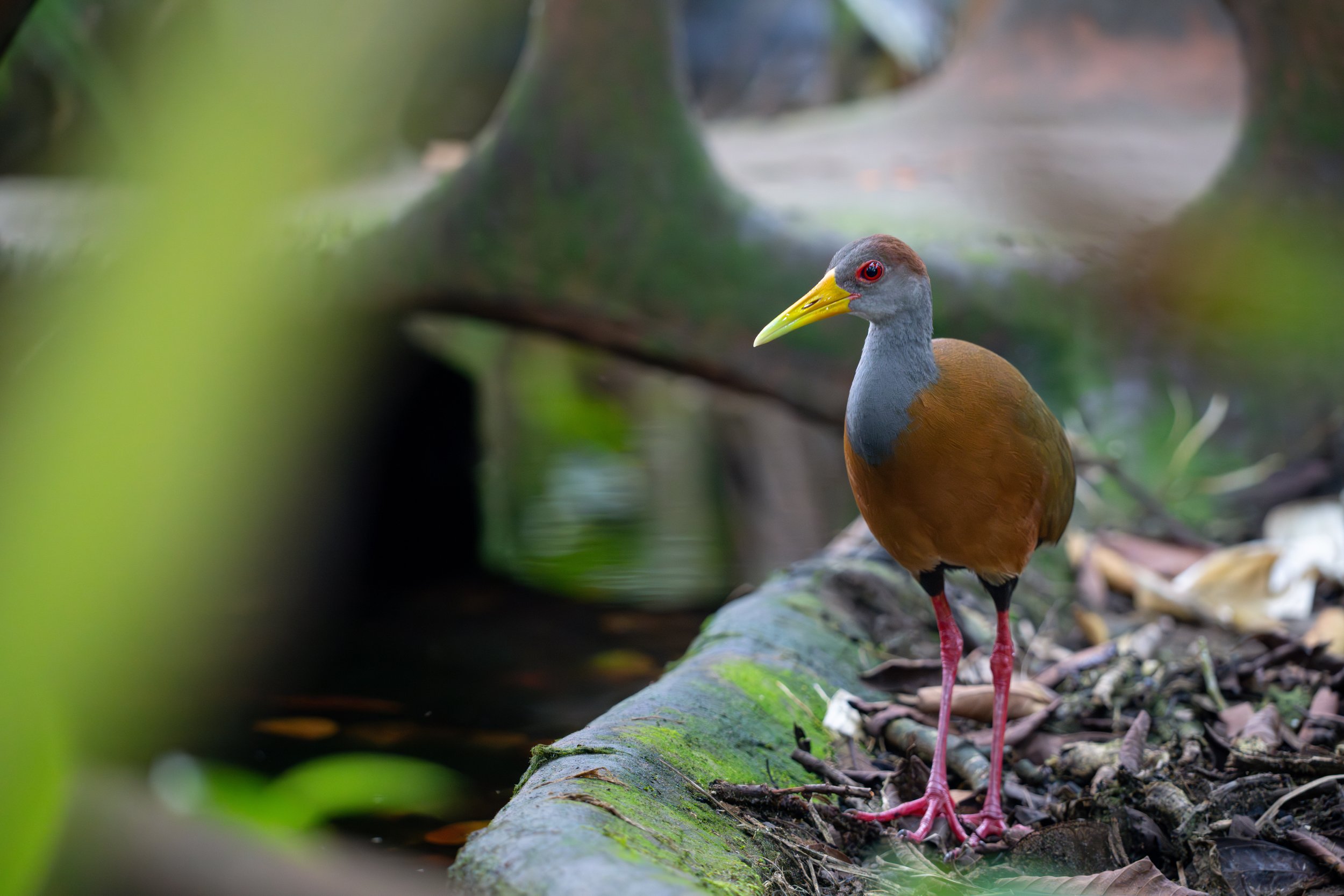 Die Cayenne-Ralle ist ein scheuer, bodenbewohnender Vogel tropischer Feuchtgebiete, der sich meist dicht in der Ufervegetation versteckt und dort langsam und vorsichtig nach Insekten und kleinen Wirbellosen sucht.