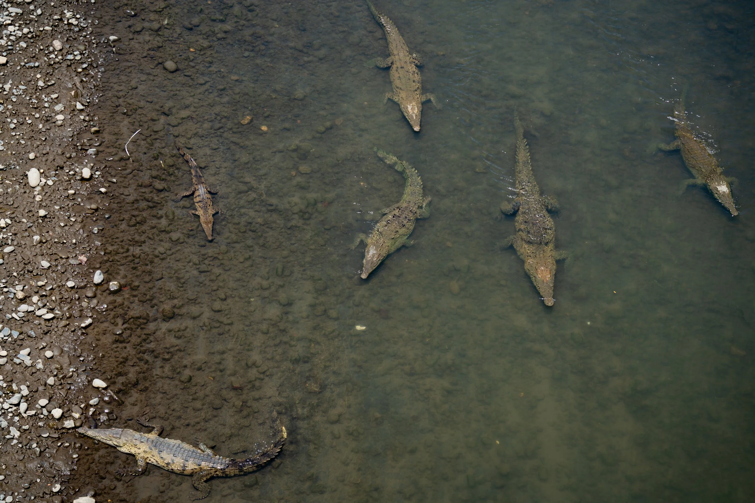 Am Río Tárcoles lebt das Amerikanische Krokodil, eines der größten Reptilien Mittelamerikas, perfekt angepasst an Flüsse und Mangroven.
