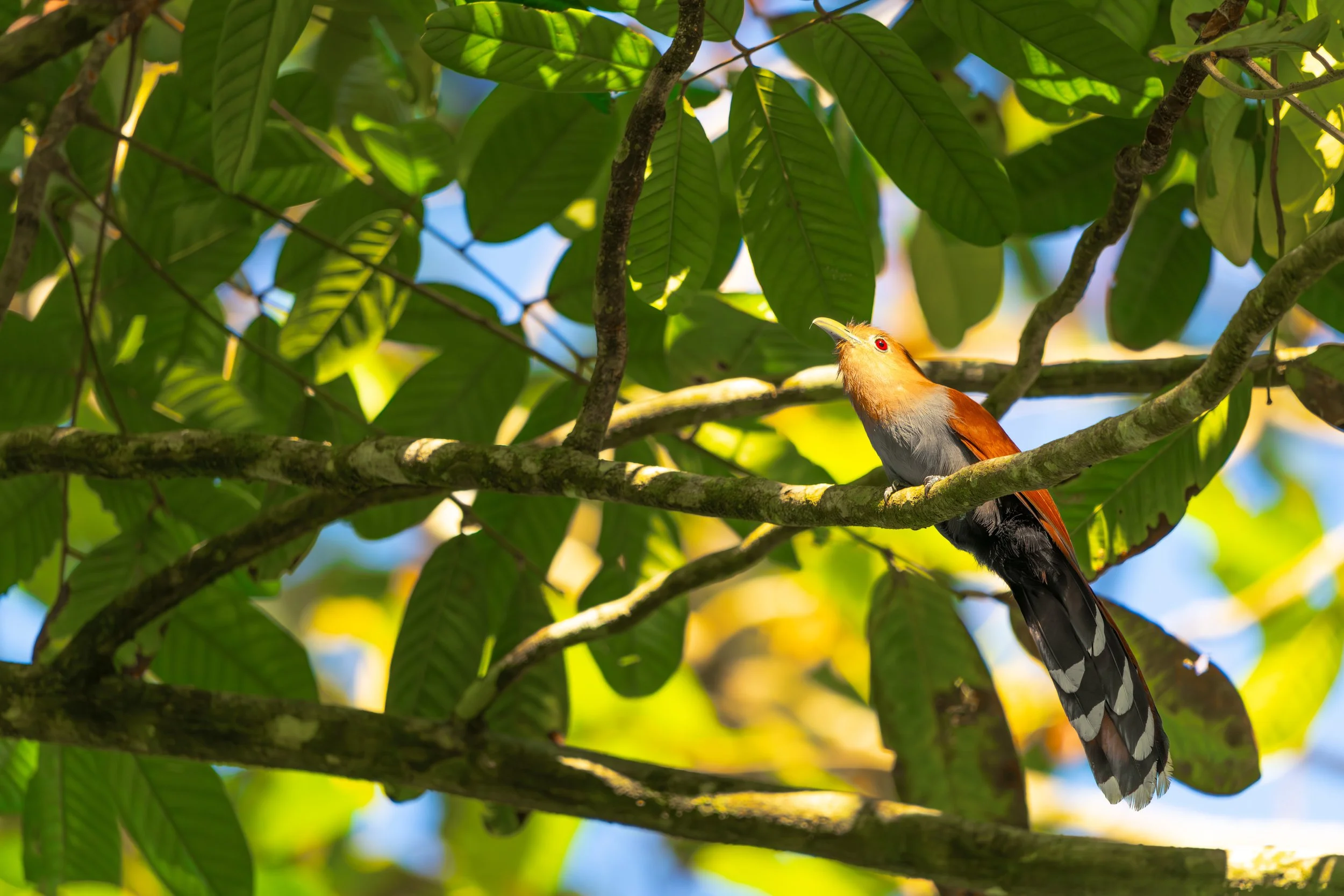 Der Eichhornkuckuck ist ein schlanker, agiler Kuckuck, der sich meist im dichten Blätterwerk aufhält und dort aktiv nach Insekten und kleinen Wirbellosen jagt.
