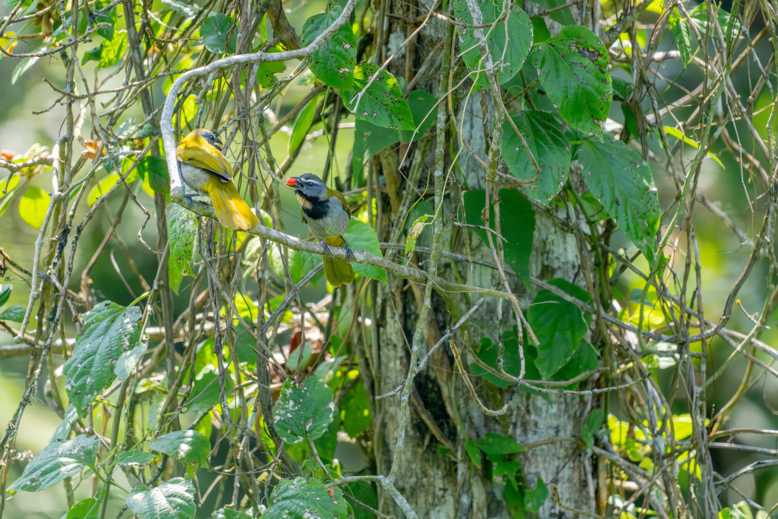 Der Buntkehlsaltator ist ein kräftig gebauter Singvogel Mittelamerikas, der durch seinen markanten Gesang und die kontrastreiche Kehlzeichnung auffällt.