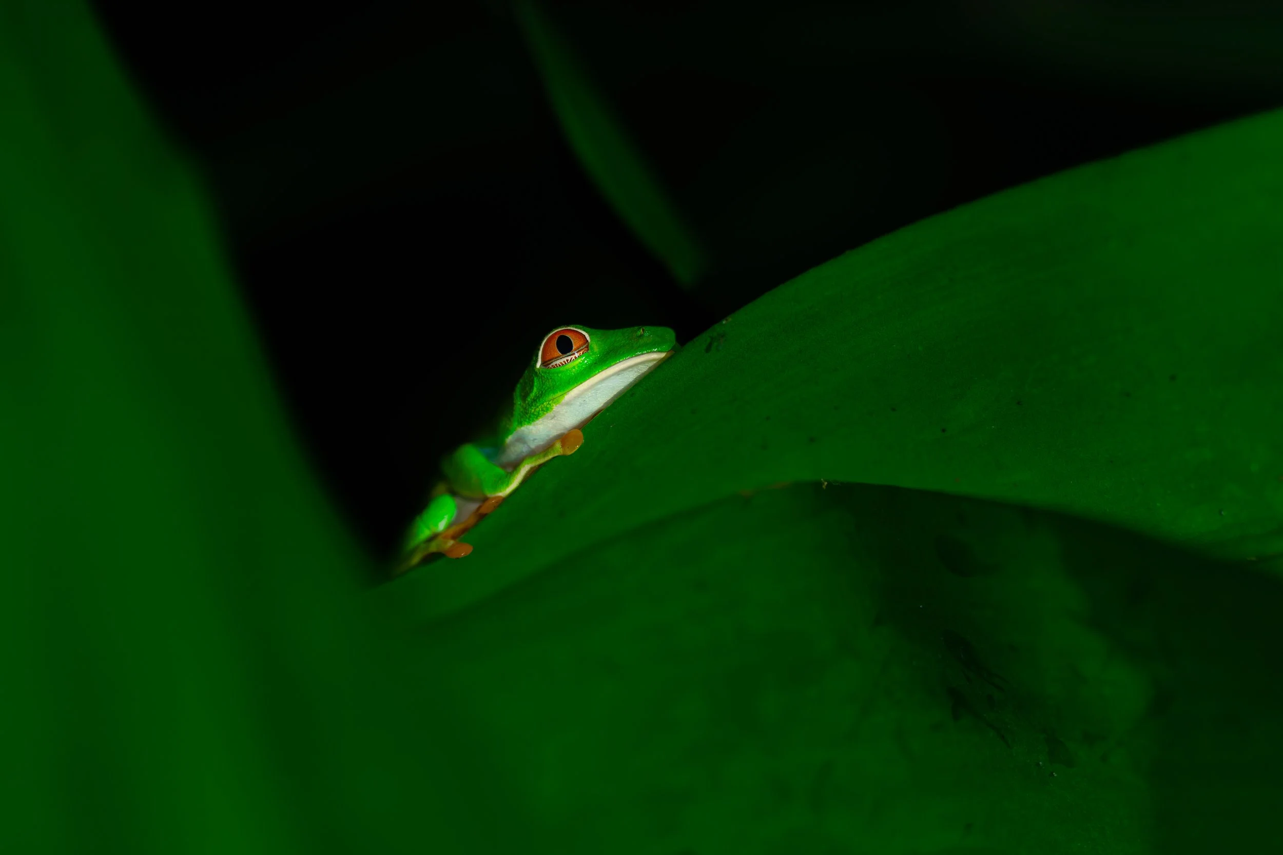 _7R54392-2.jpg