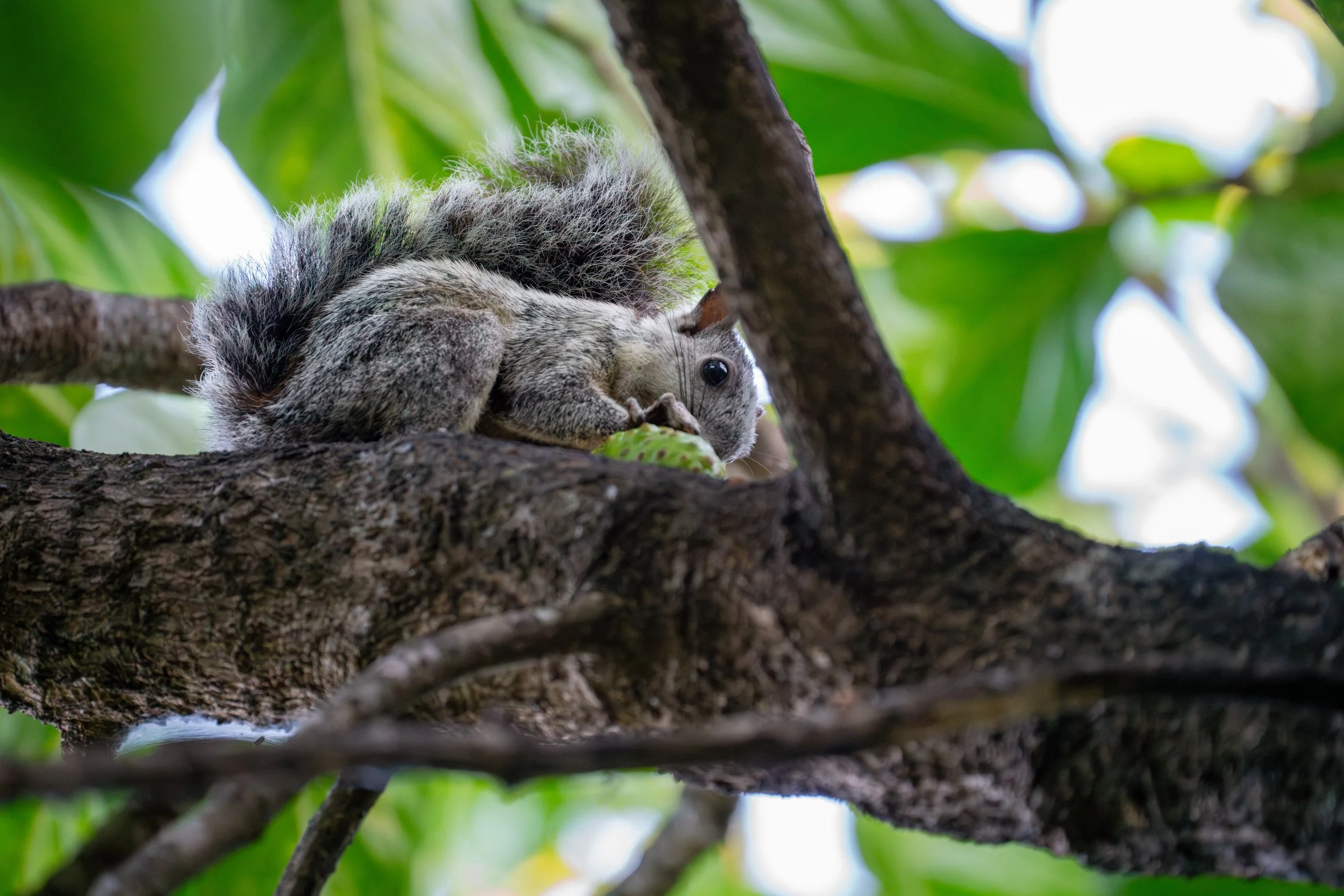 Bunthörnchen legen oft Vorratsverstecke für Nahrung an, die sie später wiederfinden und nutzen, was ihr Überleben in wechselnden Nahrungszeiten sichert.