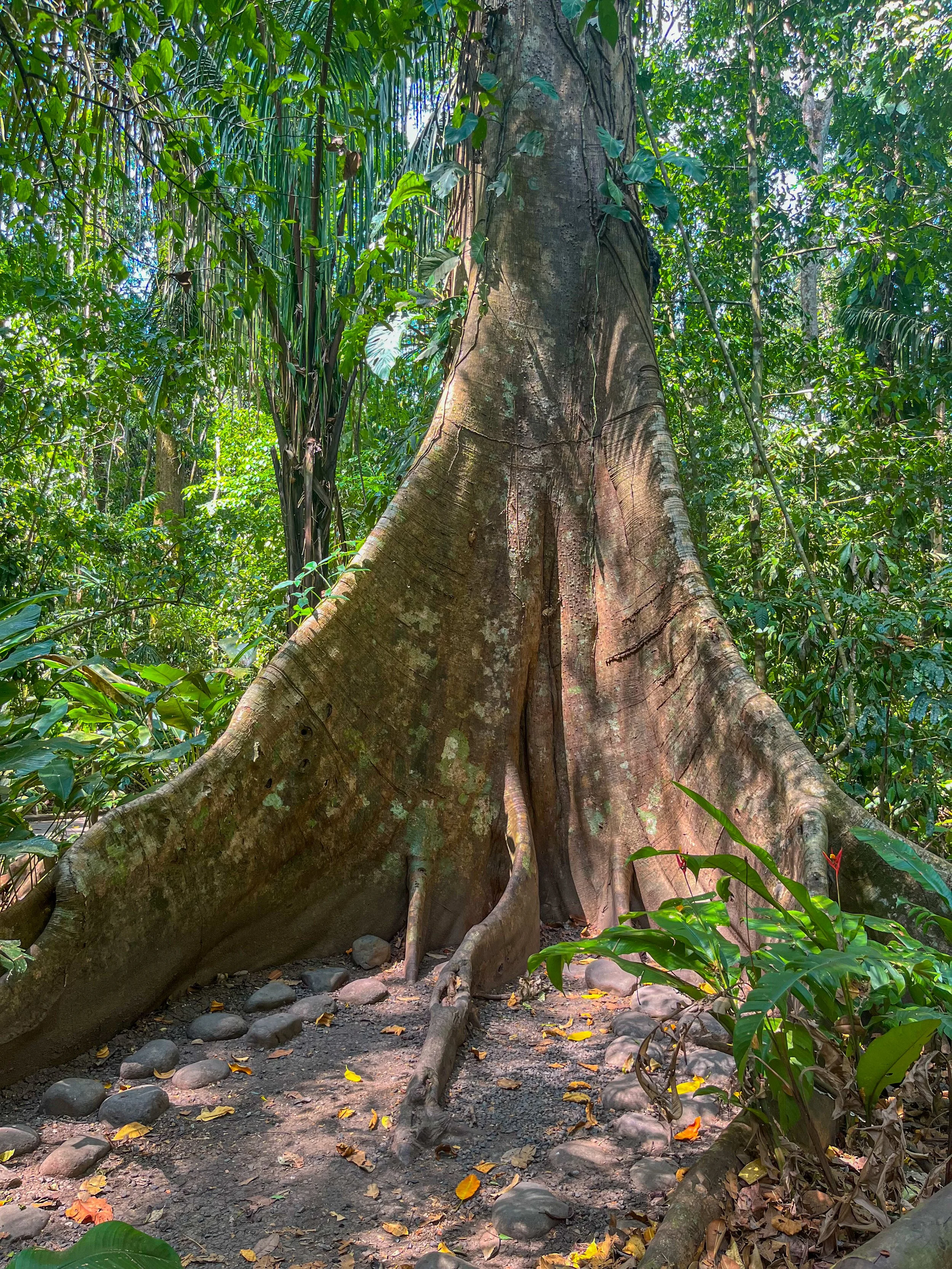Der Baum stützt sich mit weit ausladenden Brettwurzeln ab, die ihm in den flachen, nährstoffarmen Böden des Regenwaldes zusätzliche Stabilität geben.