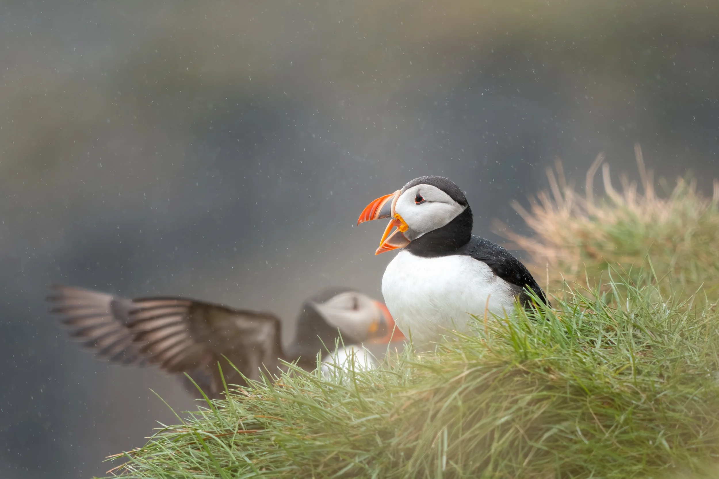 Als exzellente Schwimmer und Taucher holen die Papageientaucher geschickt kleine Fische aus dem Meer, bis zu 10 Stk. auf einmal, und demonstrieren dabei ihre perfekte Anpassung an die raue Küstenlandschaft.