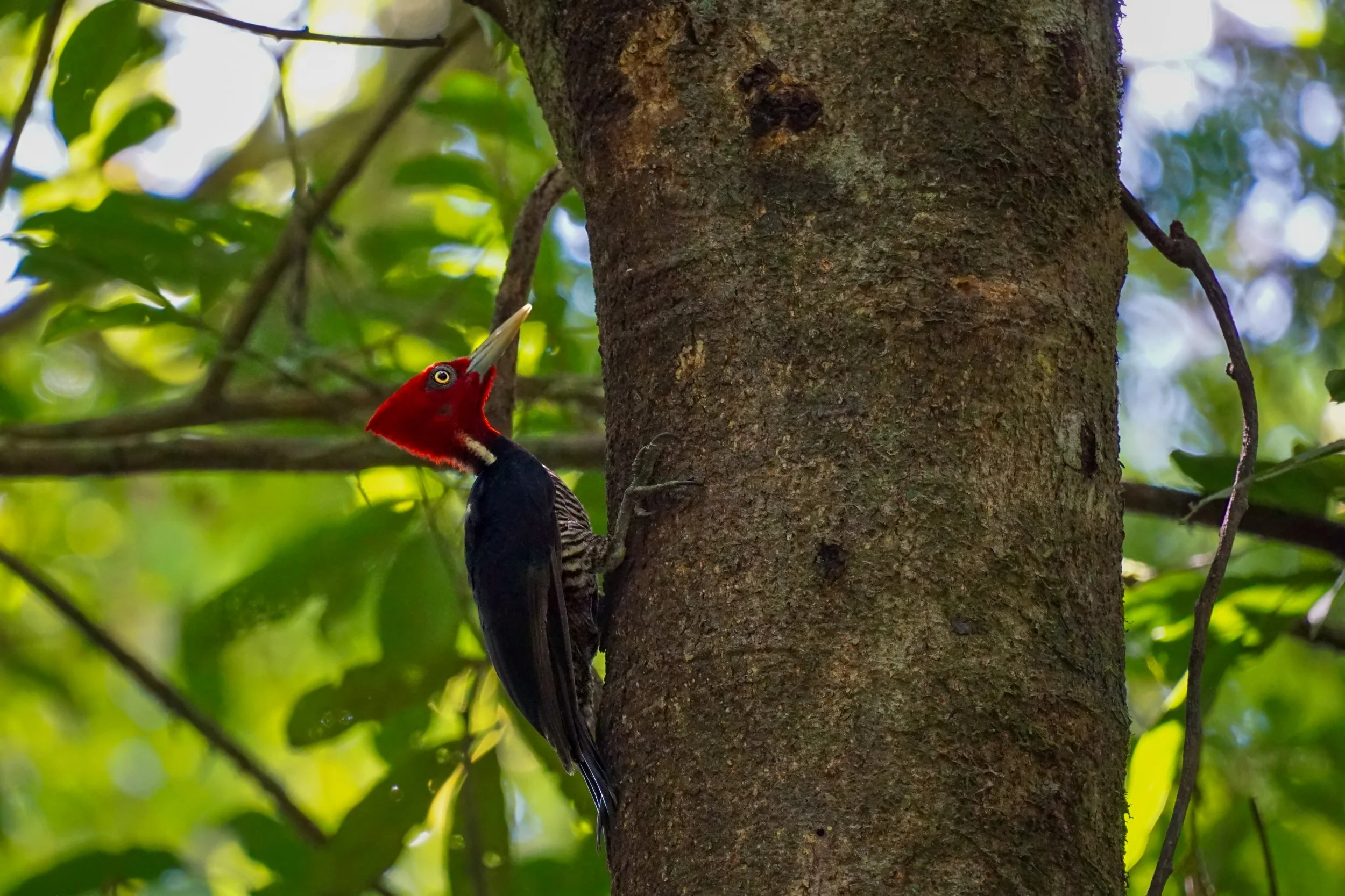 Der Königsspecht ist durch seinen kräftigen Schnabel und die Fähigkeit geprägt, selbst hartes Totholz tief aufzubrechen, um an im Holz lebende Insektenlarven zu gelangen. Besonders auffällig ist seine spezialisierte Schädelstruktur, die die extremen 