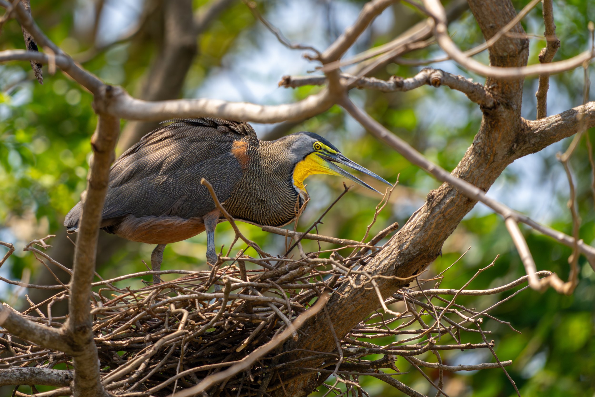 Der Nacktkehlreiher baut sein Nest meist niedrig über Wasser in dichter Vegetation und nutzt dabei oft überhängende Äste als stabilen Nistplatz.