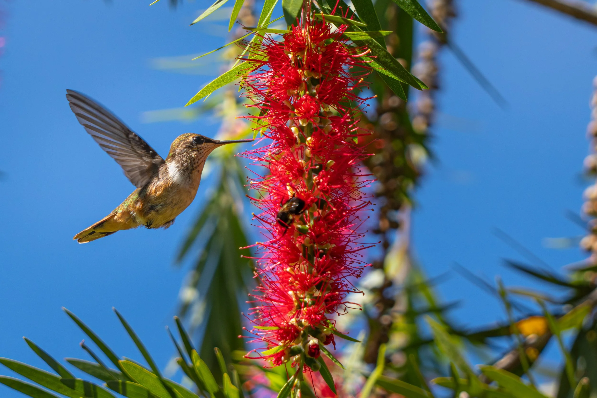 Die Orangekehl-Elfe ist ein winziger Kolibri der Bergnebelwälder Mittelamerikas, dessen leuchtend orange Kehle im Flug besonders auffällt. Trotz ihrer geringen Größe ist sie äußerst lebhaft und territorial und verteidigt energisch ihre bevorzugten Bl