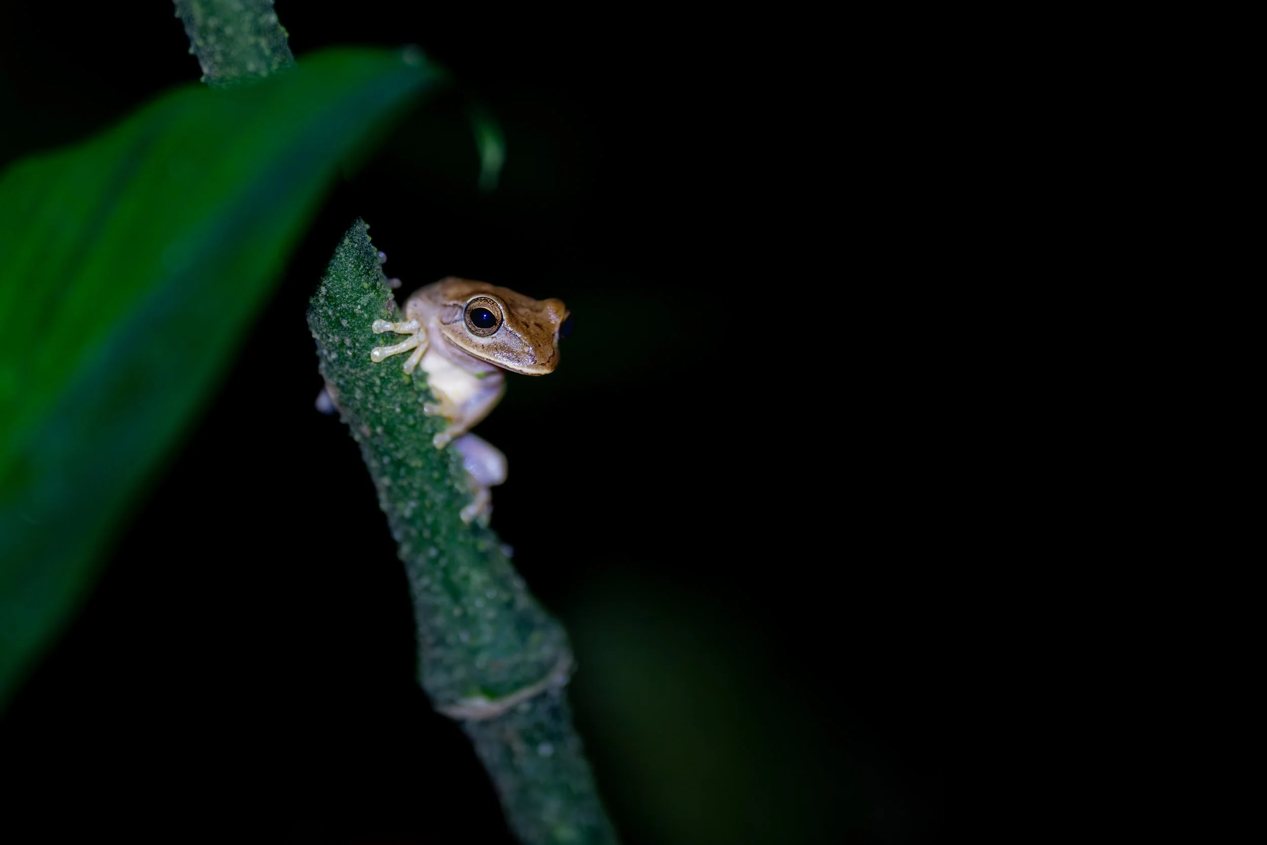Der Sanduhr-Laubfrosch ist ein kleiner, nachtaktiver Frosch der tropischen Regenwälder Mittelamerikas, der seinen Namen von der charakteristischen sanduhrförmigen Zeichnung auf seinem Rücken erhält.