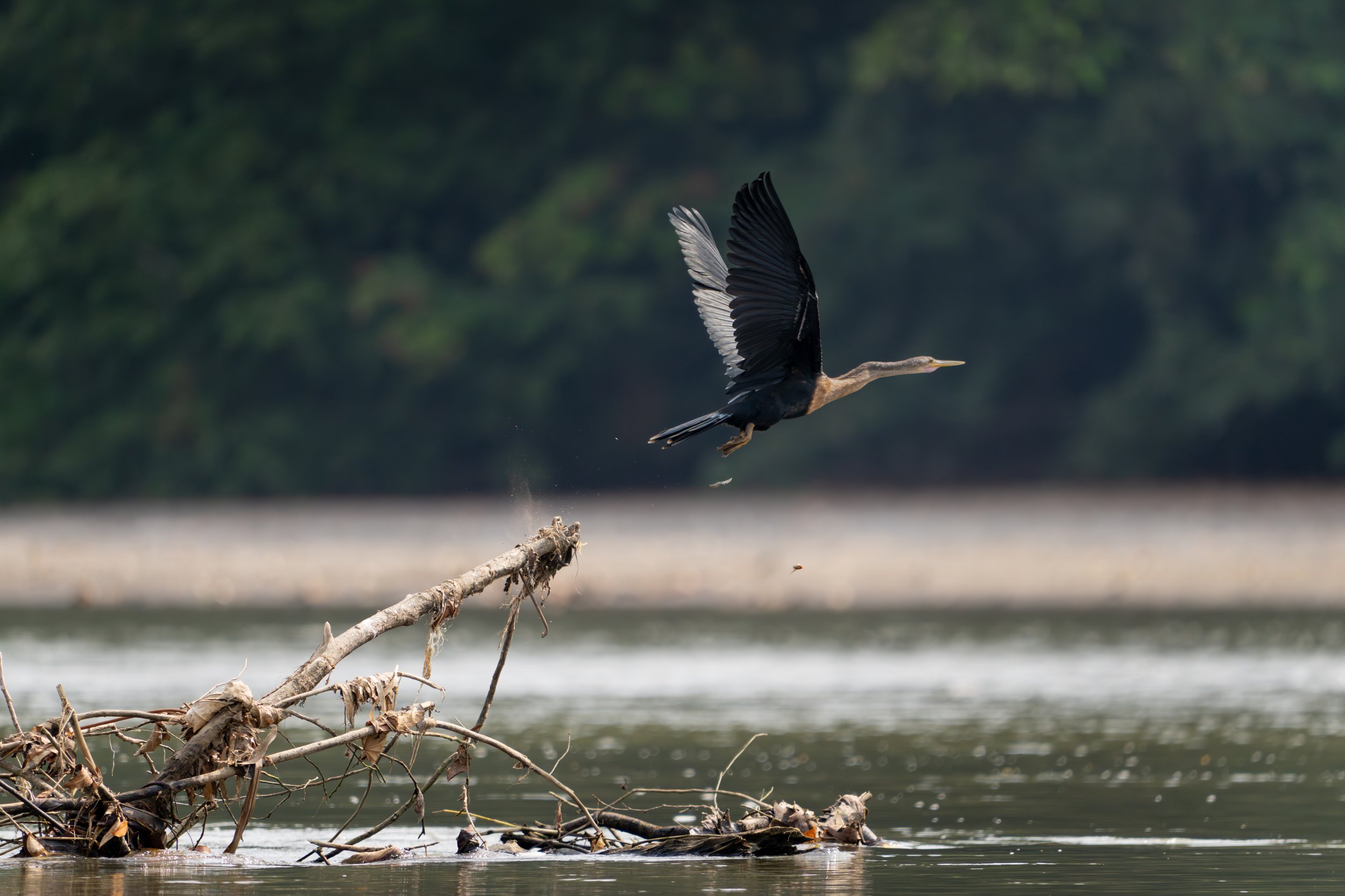 Der Amerikanische Schlangenhalsvogel kann sein Gefieder kaum wasserabweisend machen und muss sich deshalb nach dem Tauchen regelmäßig mit weit ausgebreiteten Flügeln trocknen.