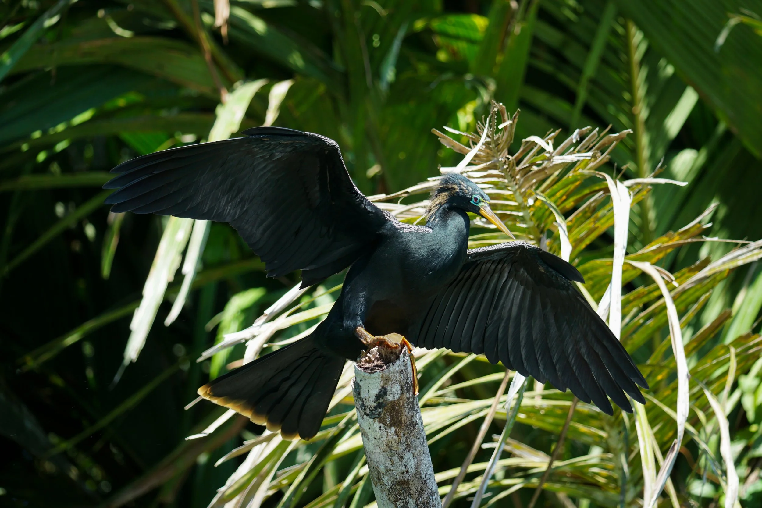 Der Schlangenhalsvogel sitzt oft auf Ästen über dem Wasser und breitet seine Flügel zum Trocknen aus, wobei sein langer, schlanker Hals charakteristisch aus dem Gefieder herausragt.