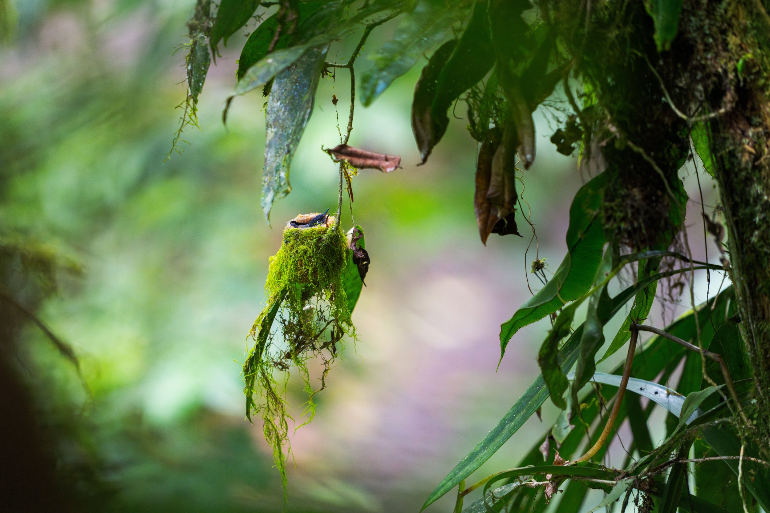 Ein Kolibrinest ist winzig klein und besteht aus pflanzlichen Fasern und Spinnweben, die zu einer elastischen, napfförmigen Struktur verarbeitet werden und oft gut getarnt an dünnen Ästen hängt.