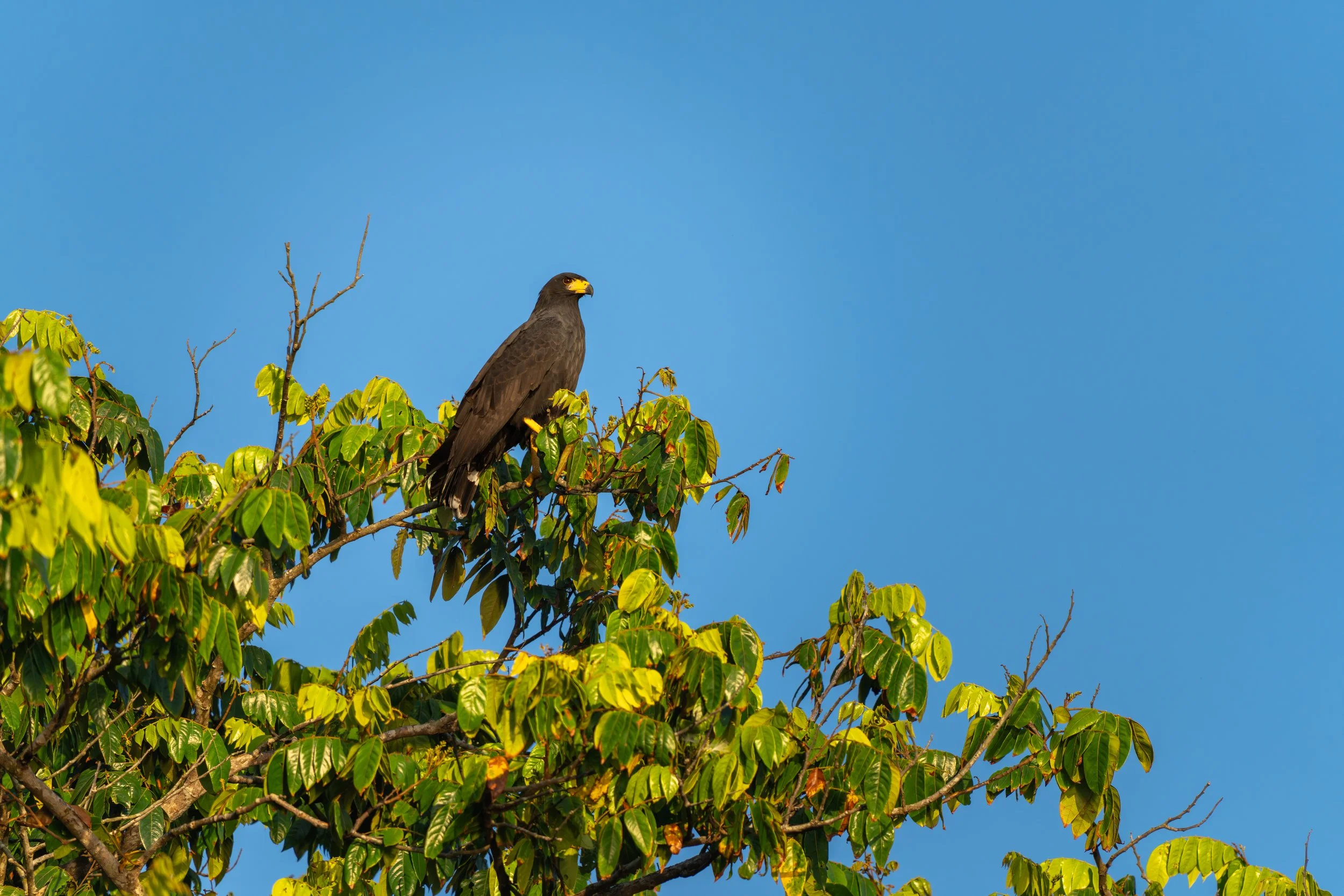 Der Schwarzbussard ist ein dunkler Greifvogel, der oft über offenen Wald- und Savannenlandschaften kreist und dort seine Umgebung aus der Höhe beobachtet.