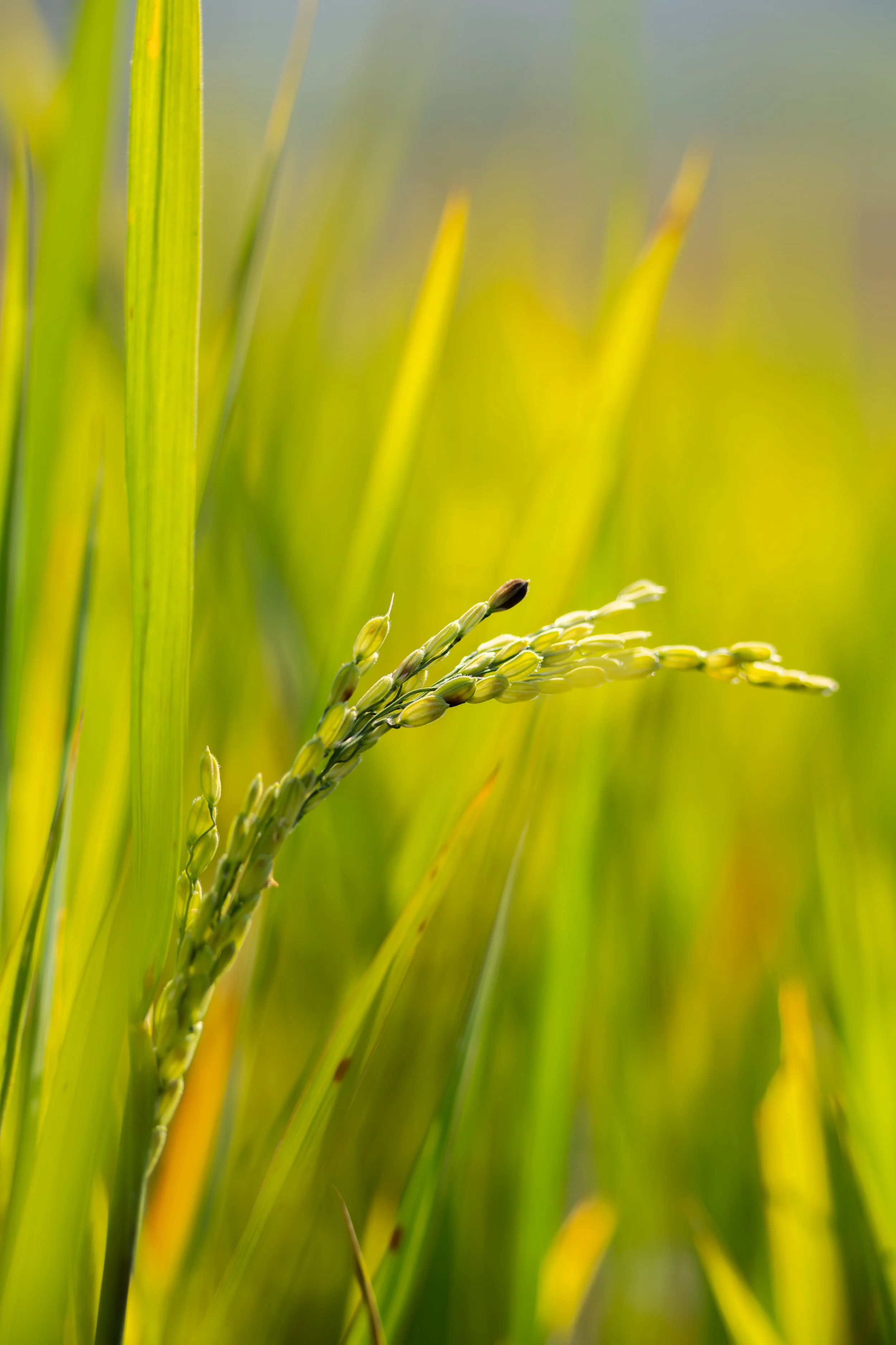 Die Arbeit folgt dem Rhythmus der Jahreszeiten und bestimmt den Alltag vieler Familien.