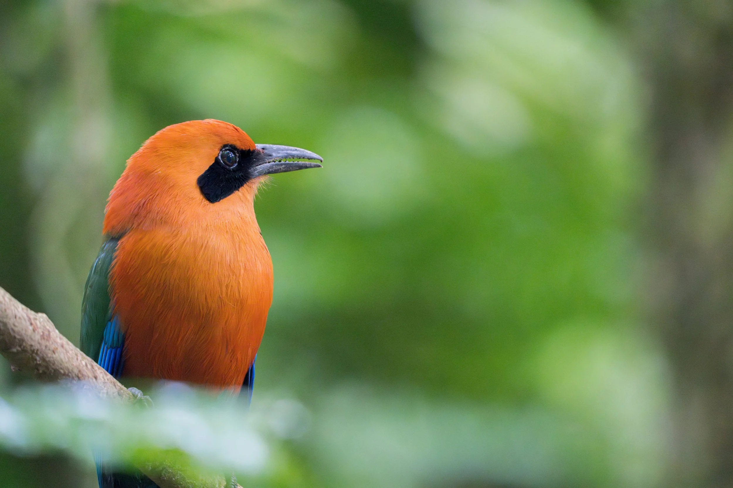 Im Profil fällt besonders der kräftige, leicht gebogene Schnabel auf, der ideal zum Greifen von Insekten und kleinen Beutetieren geeignet ist.