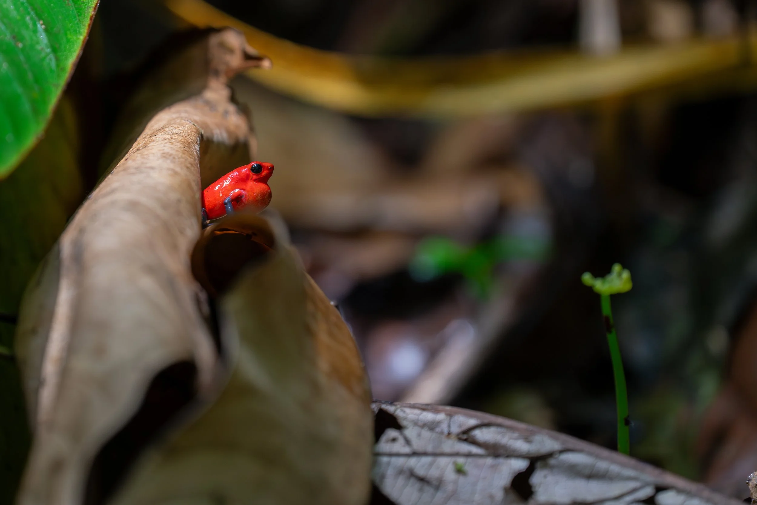 Das Erdbeerfröschchen ist ein kleiner, auffällig gefärbter Baumfrosch, der seine Eier in winzigen Wasseransammlungen wie Bromelien-Blättern ablegt und dort auch seine Kaulquappen einzeln versorgt.