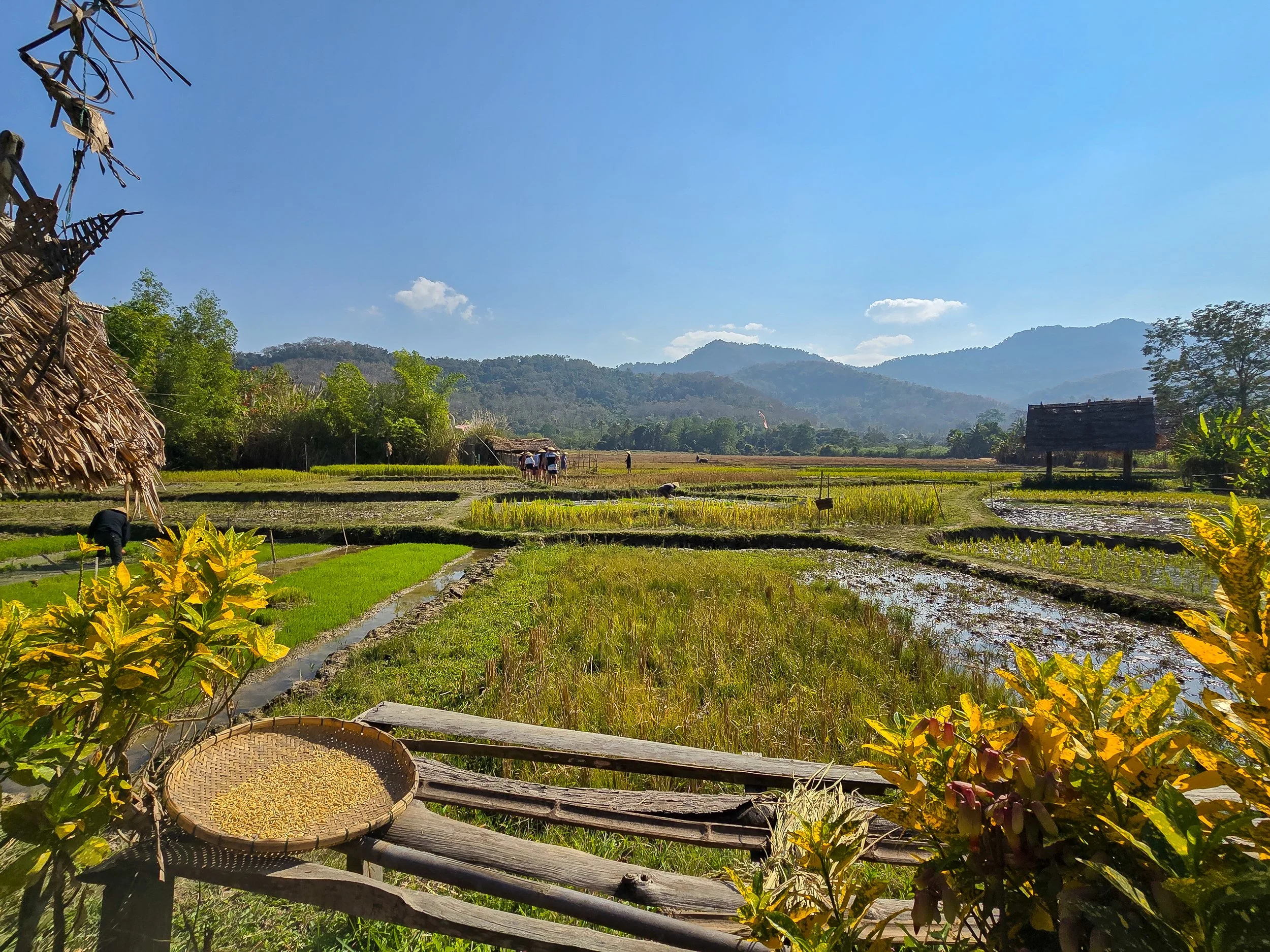 Die Felder werden häufig von Hand bepflanzt, was viel Erfahrung und gemeinschaftliche Arbeit erfordert.