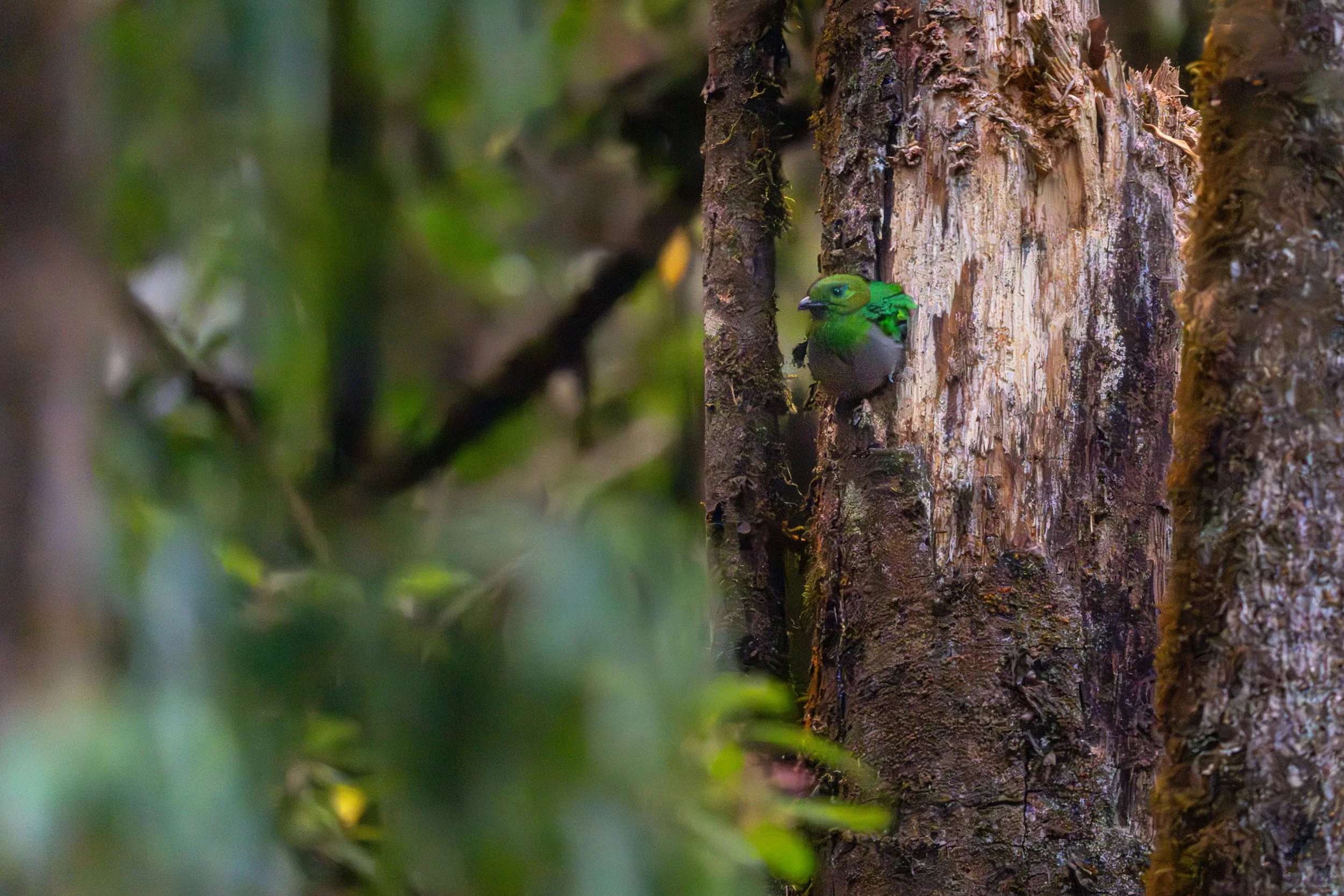 Das Weibchen ist dezenter gefärbt und besitzt kürzere Schwanzfedern, wodurch es im dichten Wald besser getarnt ist.