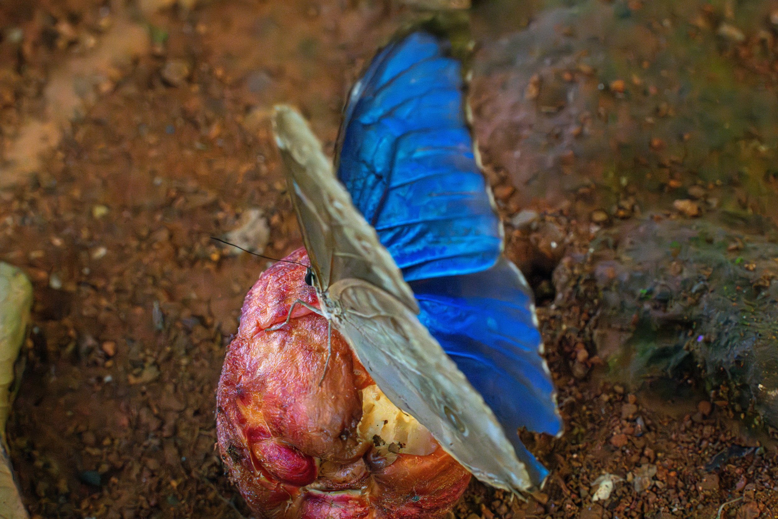 Der Blaue Morphofalter erreicht eine Flügelspannweite von etwa 12–15 cm und gehört damit zu den größten Tagfaltern der neotropischen Regenwälder, wobei seine blaue Färbung durch Lichtbrechung in den Flügelschuppen entsteht.