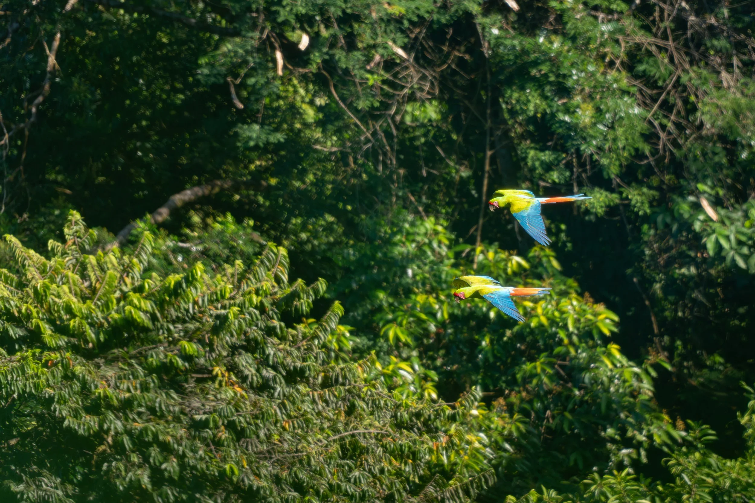 Soldatenaras sind große Papageien, die im Flug durch kräftige Flügelschläge und ihre grün-rote Färbung auffallen. Von oben wirken sie als kontrastreiche Silhouetten über dem Blätterdach.