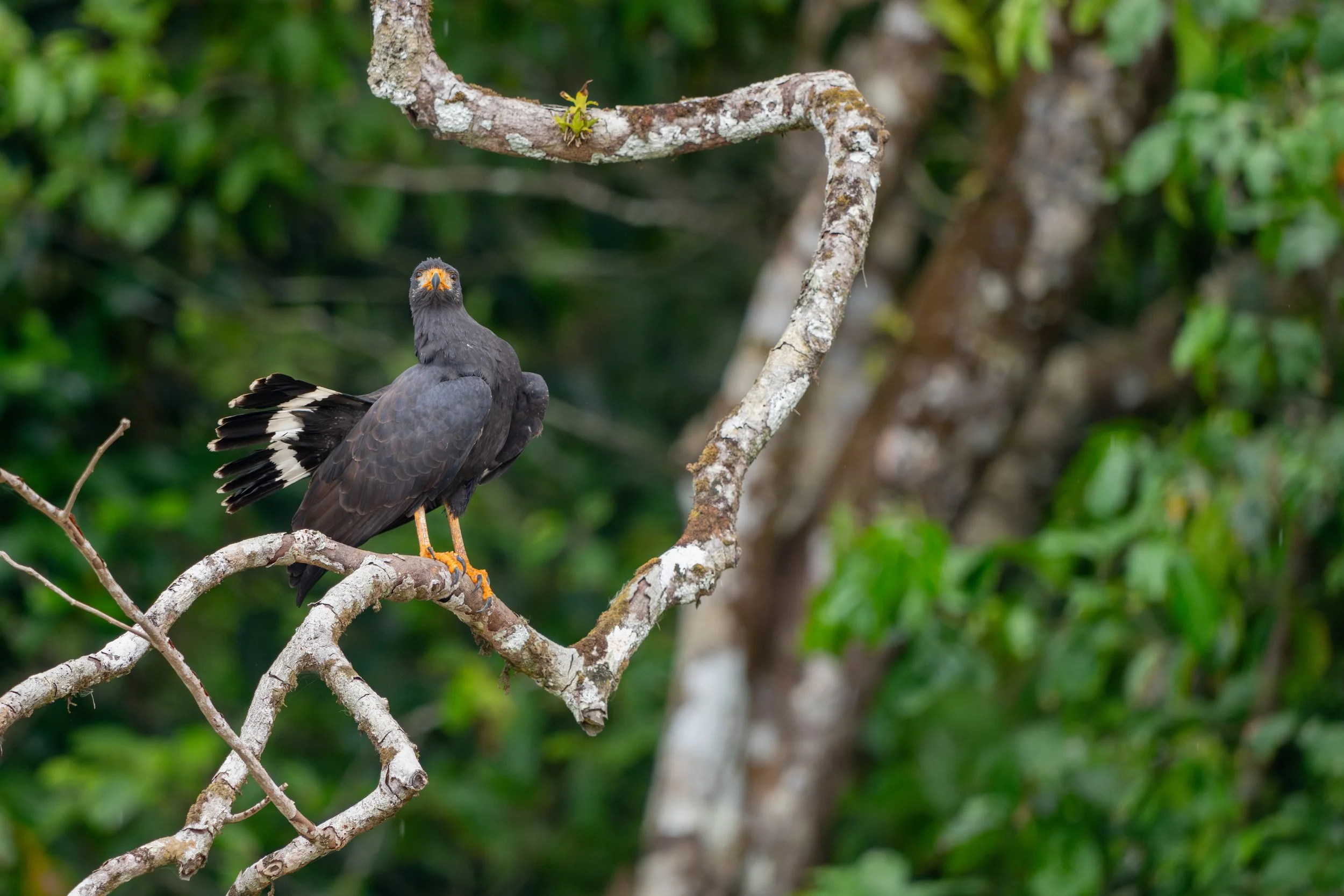 Der Krabbenbussard ist ein Greifvogel tropischer Küsten- und Mangrovengebiete, der sich auf Krabben spezialisiert hat und diese mit seinen kräftigen Fängen aus dem Schlamm oder flachen Wasser erbeutet.