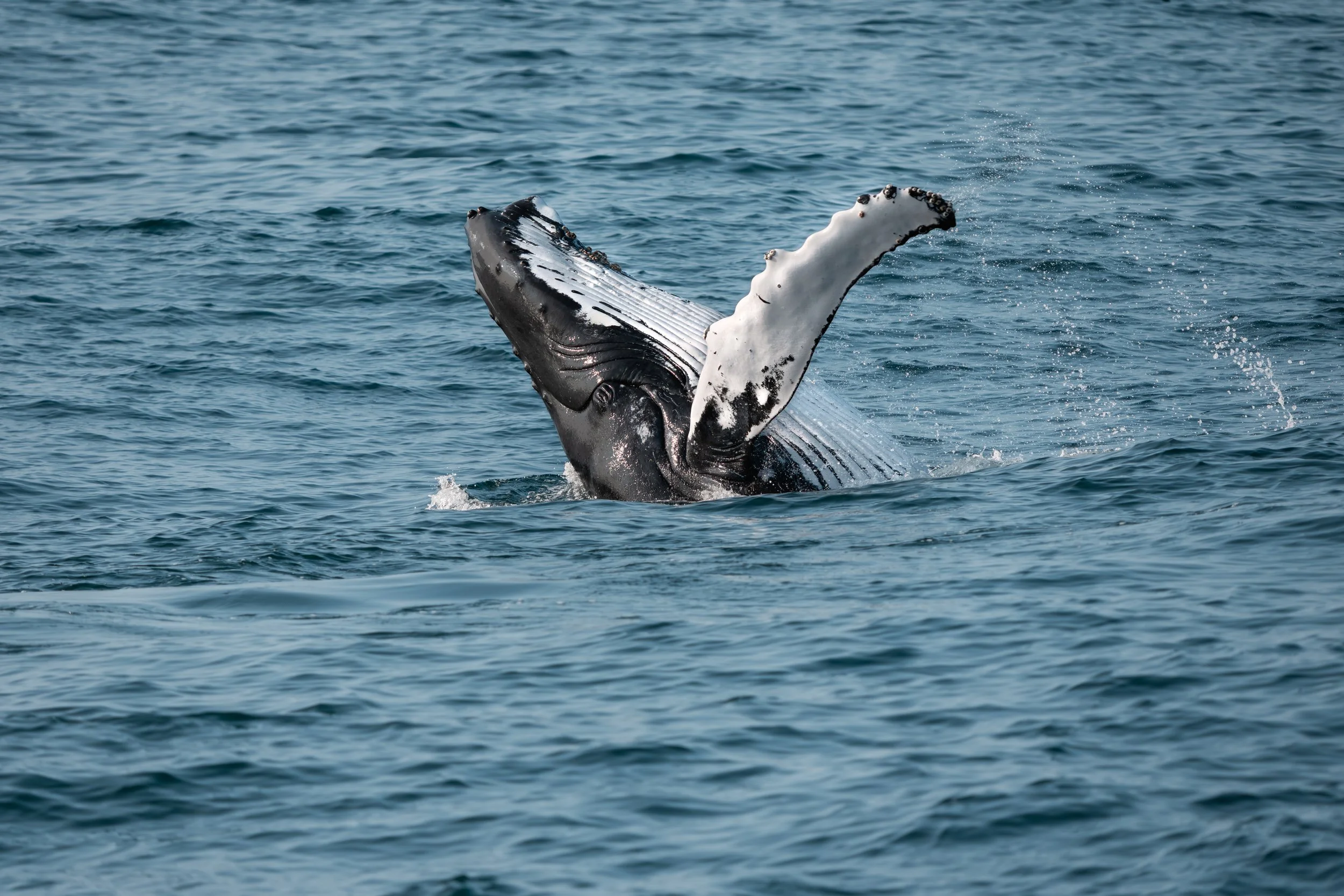 Im Sommer zieht er zu den nördlichen Futtergründen, im Winter in wärmere Gewässer, wo die Geburt der Kälber die endlosen Wanderungen krönt.