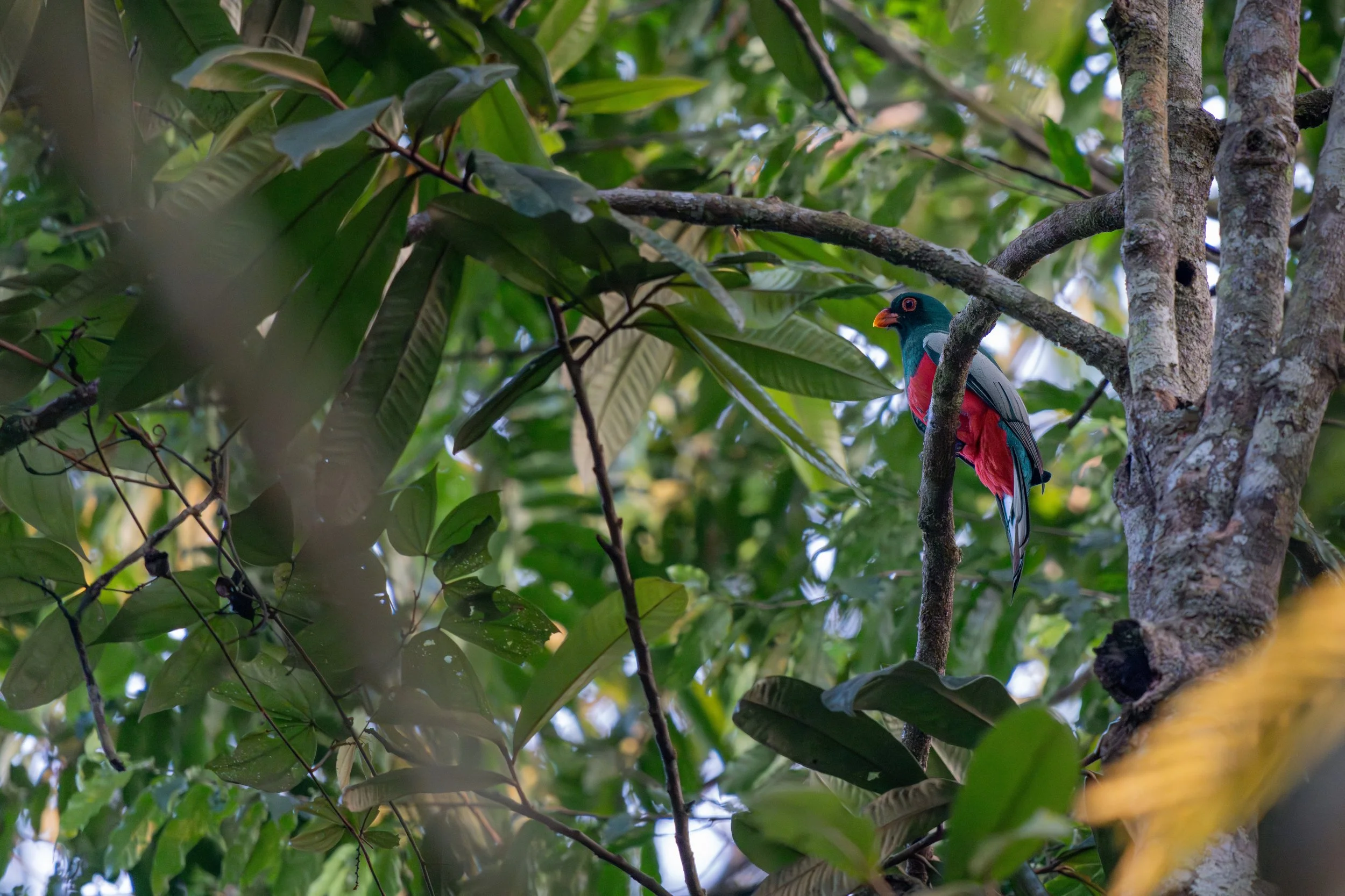 Der Schieferschwanztrogon ist ein farbenprächtiger Vogel der tropischen Wälder Mittelamerikas, dessen kontrastreiches Gefieder mit dunklem Schwanz und leuchtenden Farben besonders auffällt.